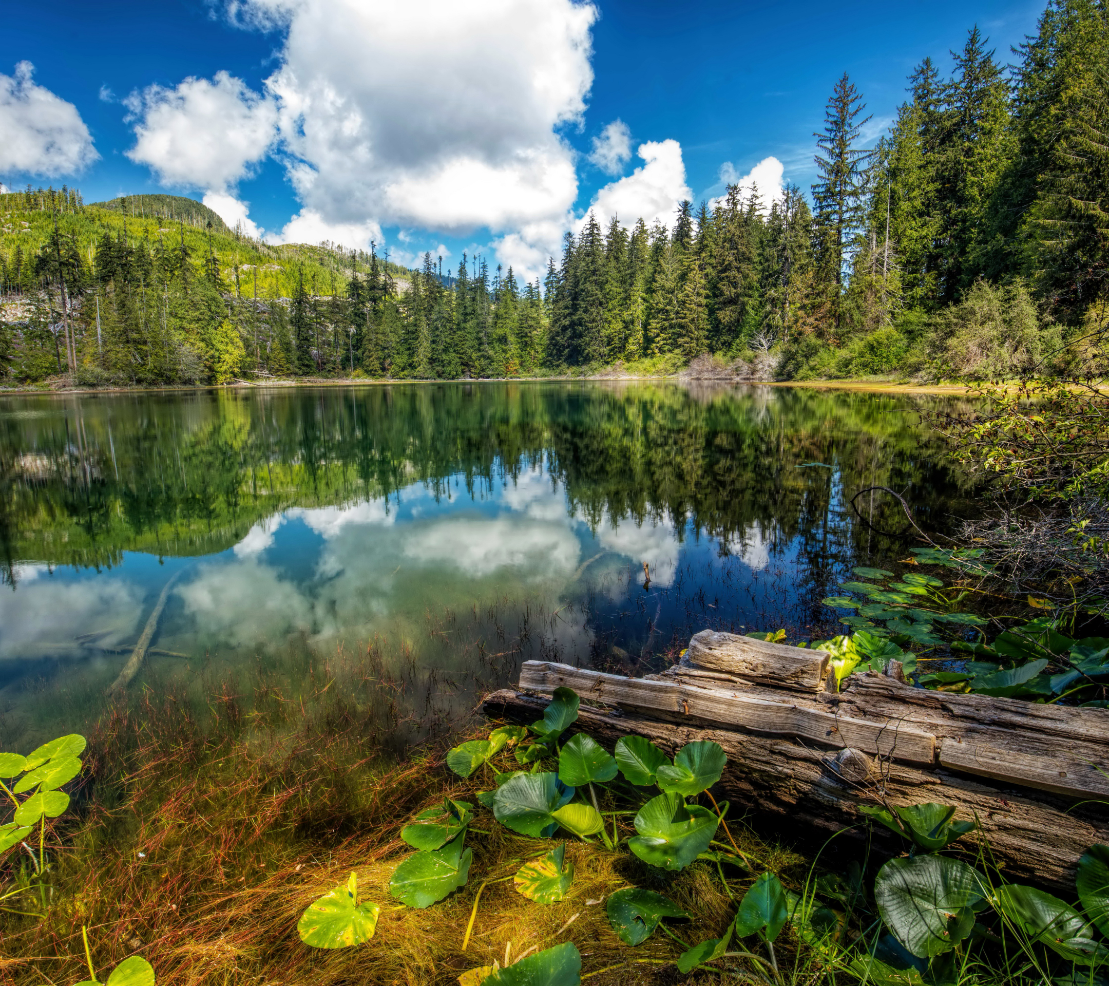 Лесное (озеро, Северная Америка)