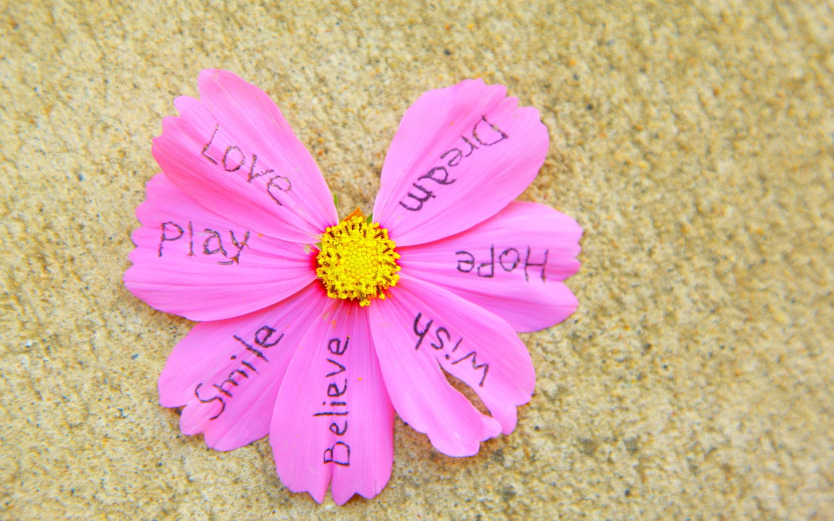 desktop Images flower, words, petals, lettering, inscriptions