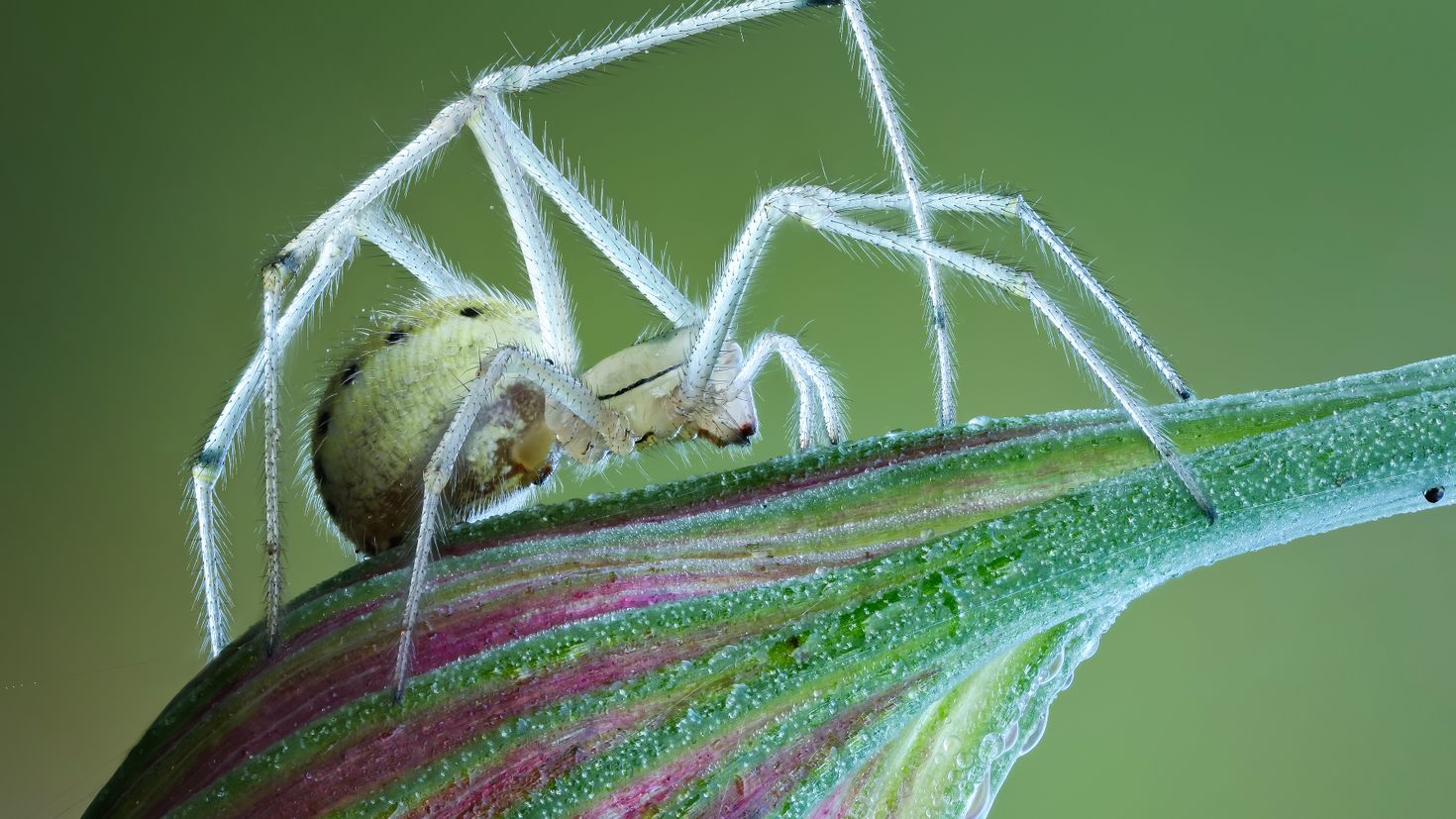 Образ жизни пауков наземный. Grounded Orb Weaver Spider. Паук сенокосец. Арахнид биология. Паук макро.