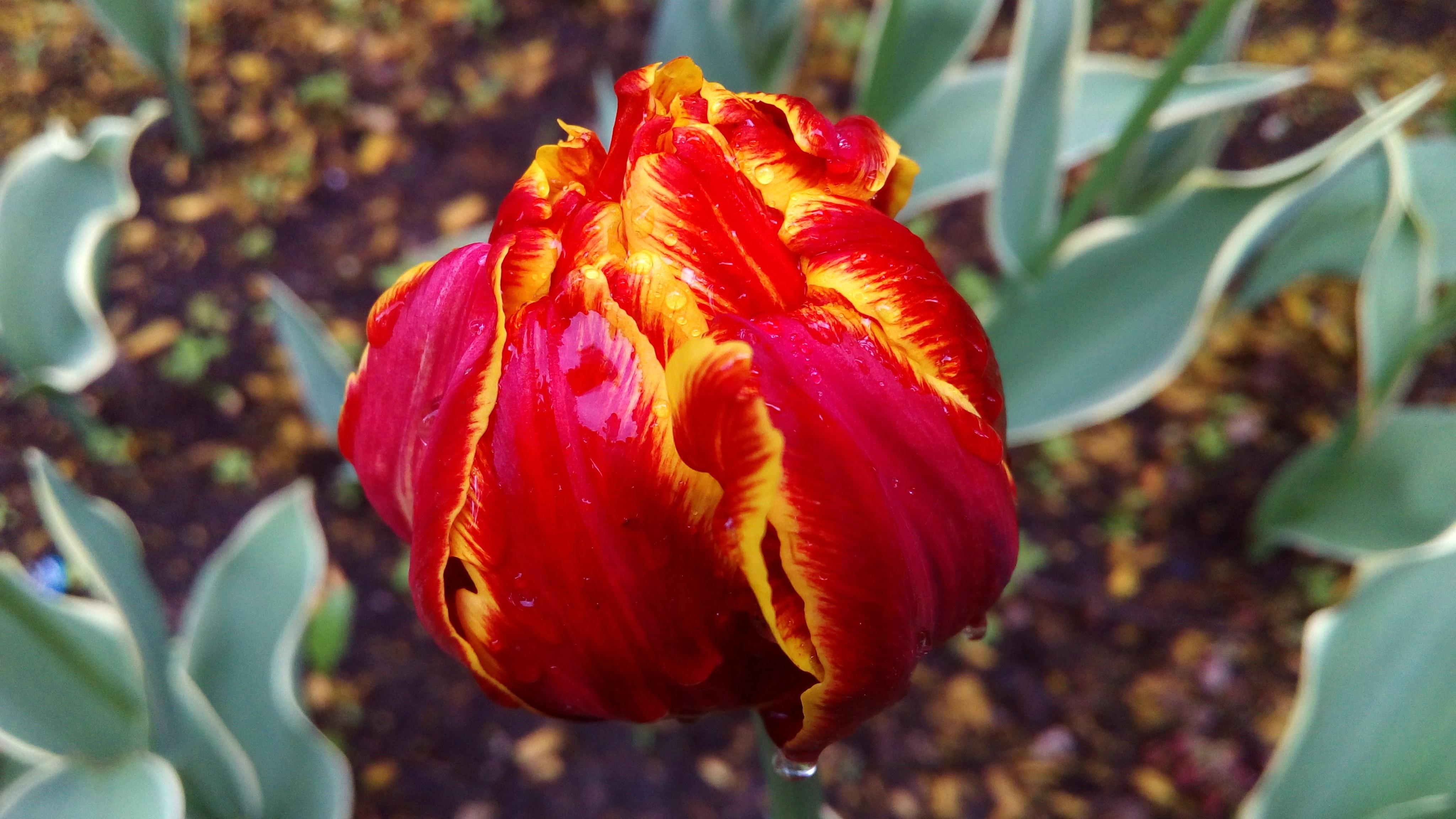 Handy-Wallpaper Tulip, Tulpe, Gestreift, Blütenblätter, Makro kostenlos herunterladen.