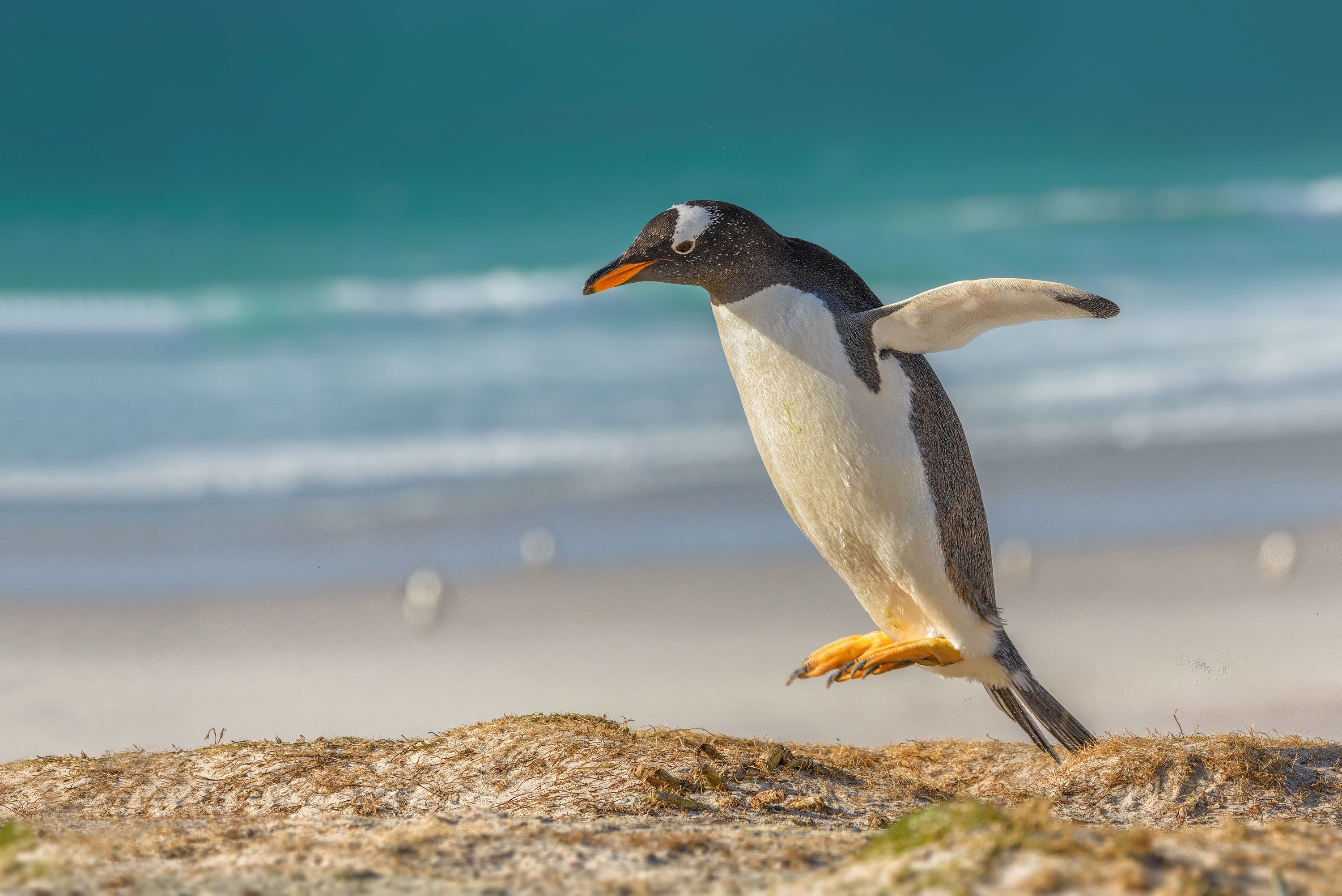 Субантарктические (папуанские) пингвины