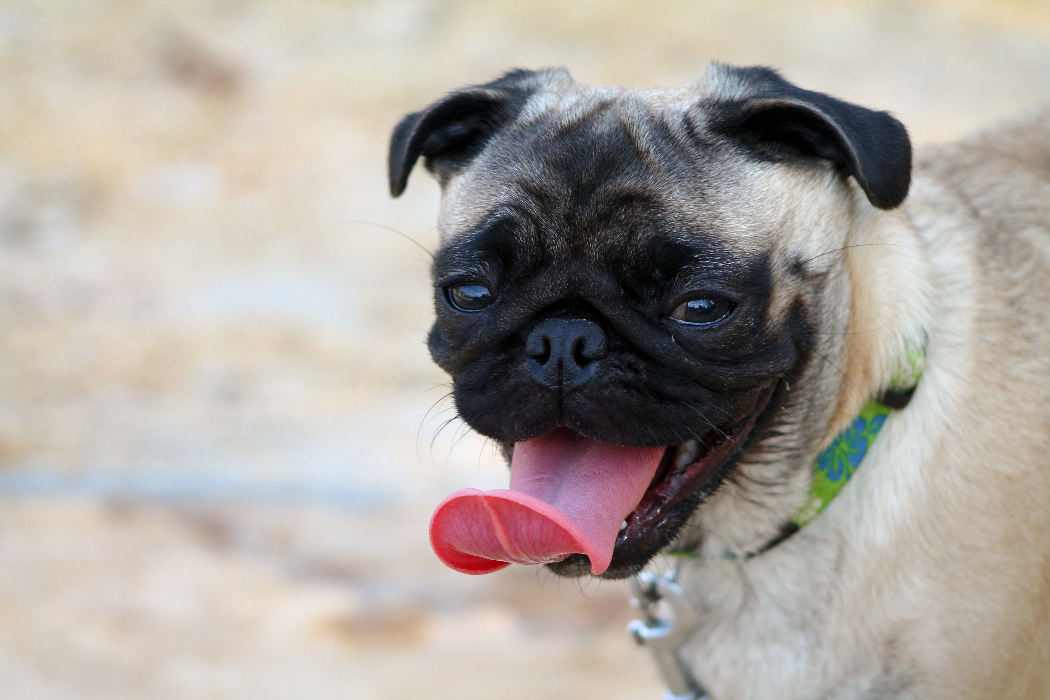 Download mobile wallpaper Protruding Tongue, Tongue Stuck Out, Muzzle, Dog, Animals, Pug for free.