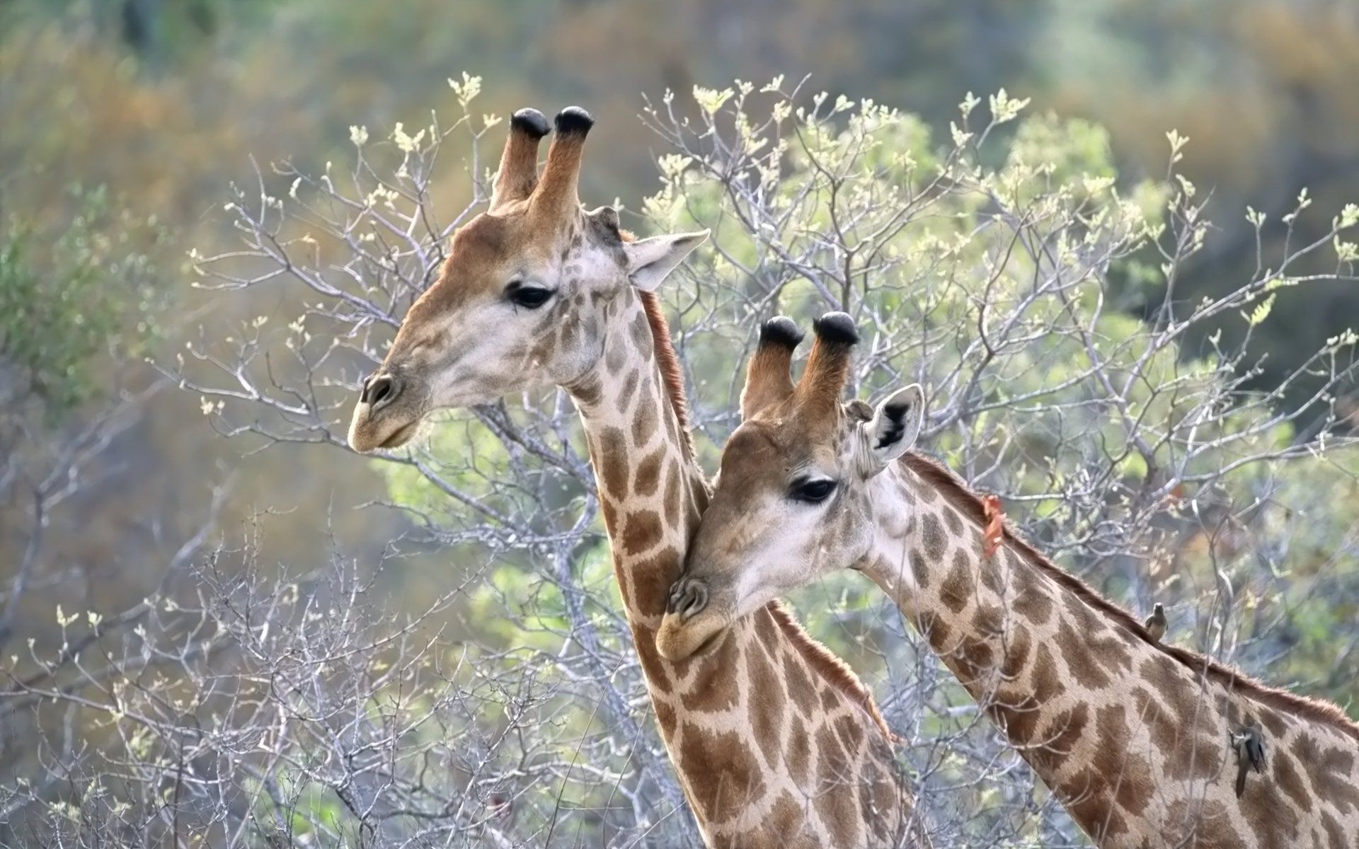 68942 descargar fondo de pantalla jirafas, animales, árboles, hierba, pareja, par: protectores de pantalla e imágenes gratis