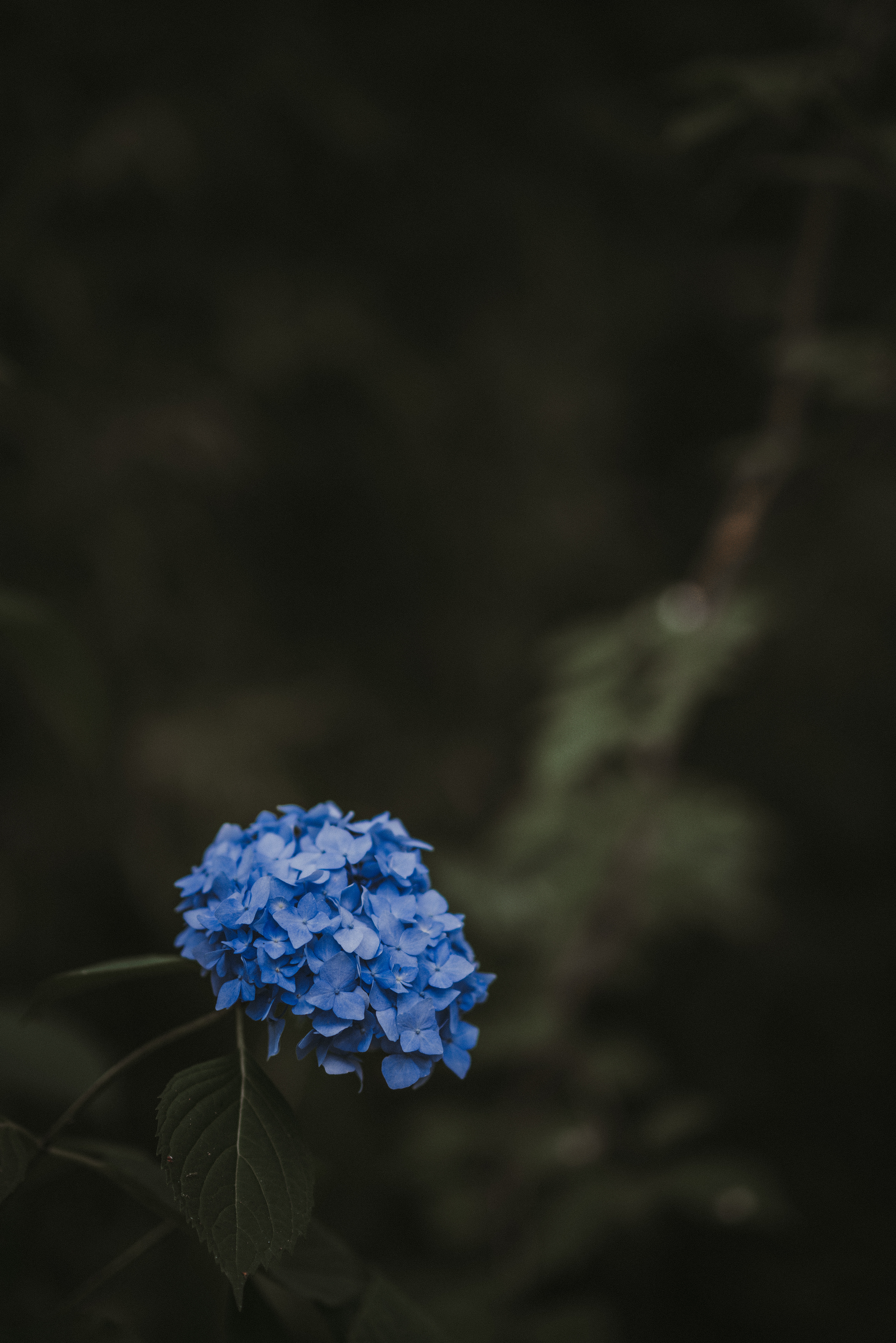 hydrangea, leaves, smooth, flowers, blue, blur, inflorescences, inflorescence wallpaper for mobile