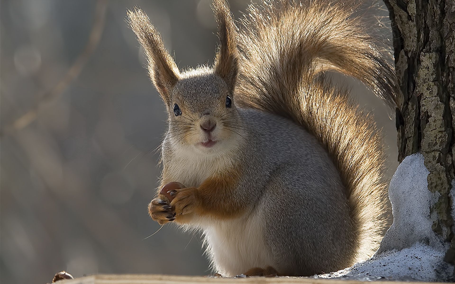 squirrel, animals, winter, tail Phone Background