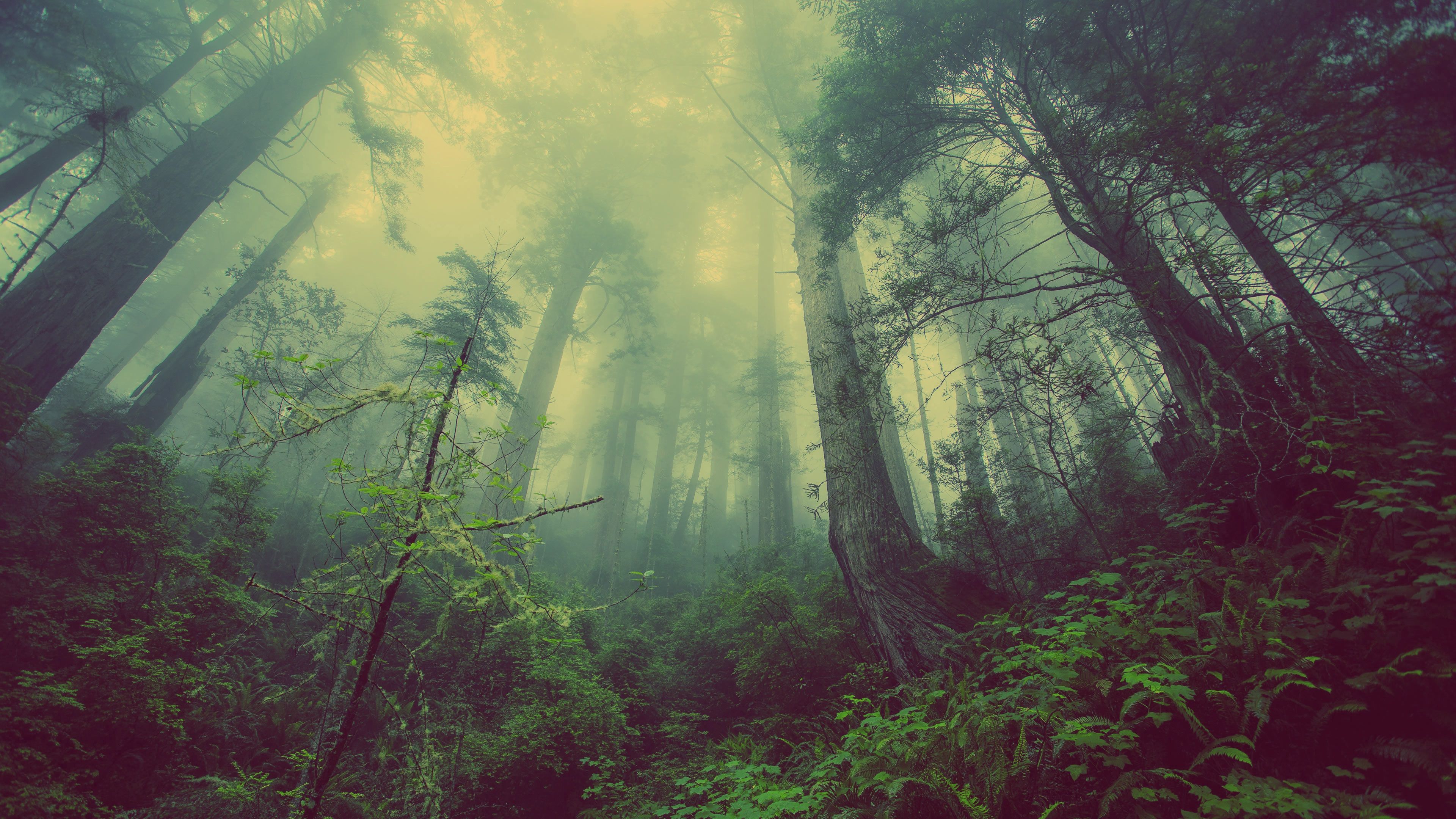 Скачать обои бесплатно Туман, Деревья, Природа, Лес, Мистический картинка на рабочий стол ПК