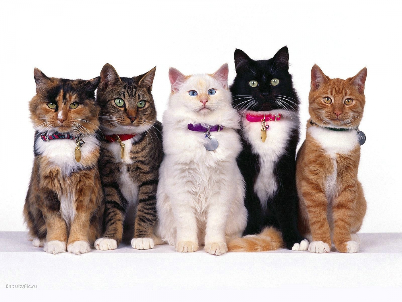 免费下载动物, 猫手机壁纸。