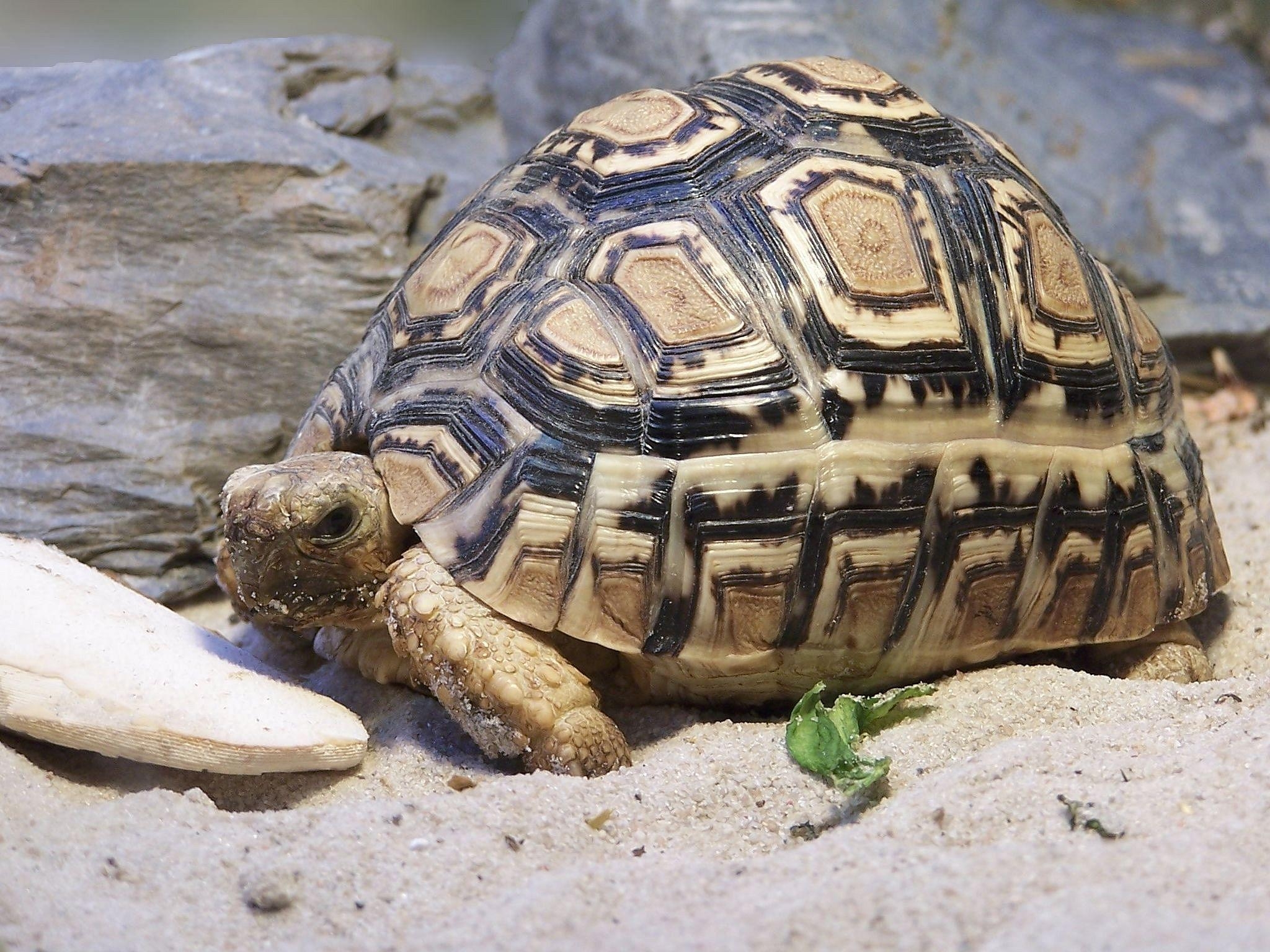 animals, sand, big, carapace, shell, turtle Desktop home screen Wallpaper