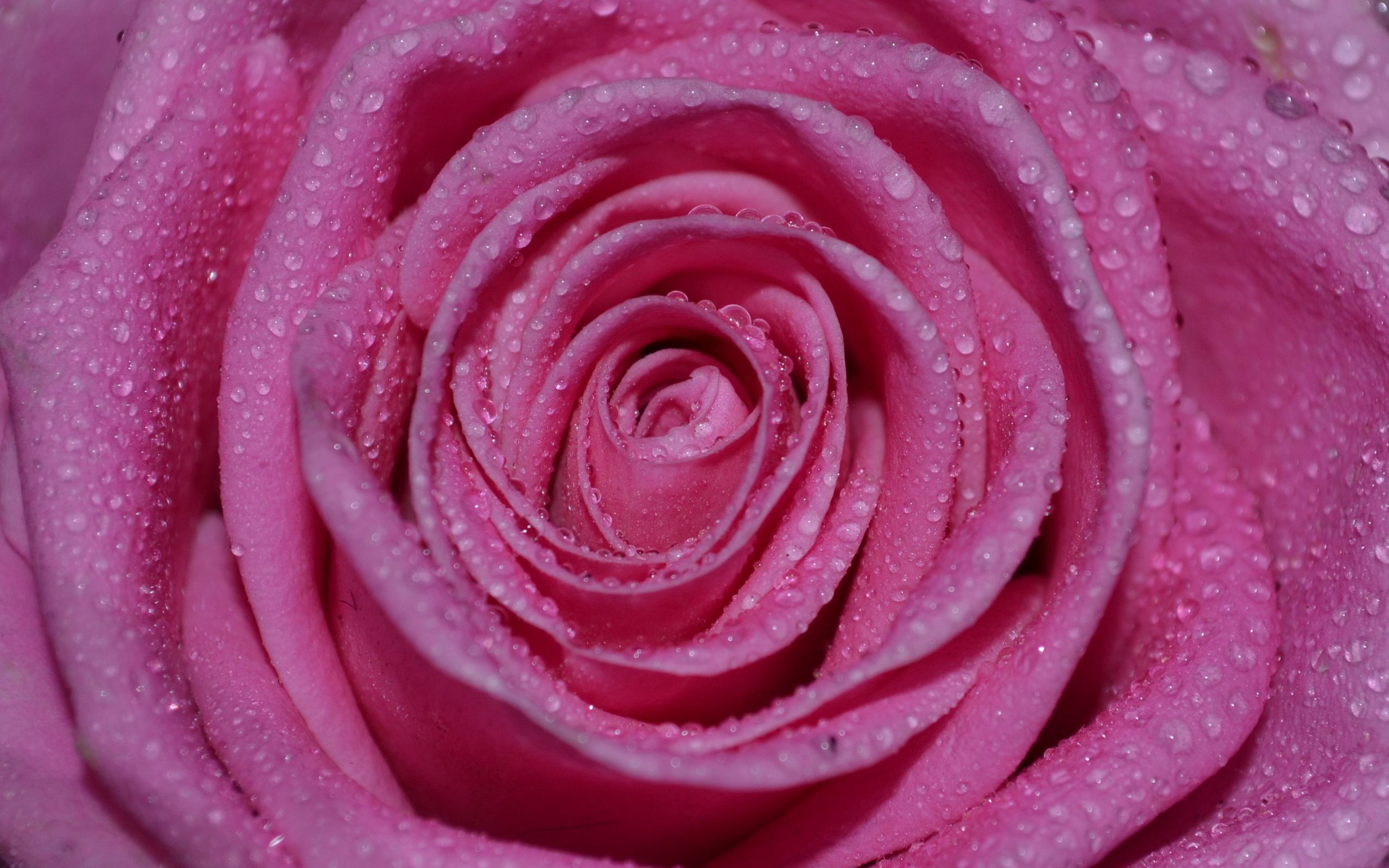 146107 descargar fondo de pantalla rosa, drops, macro, flor rosa, pétalos, mojado, húmedo: protectores de pantalla e imágenes gratis