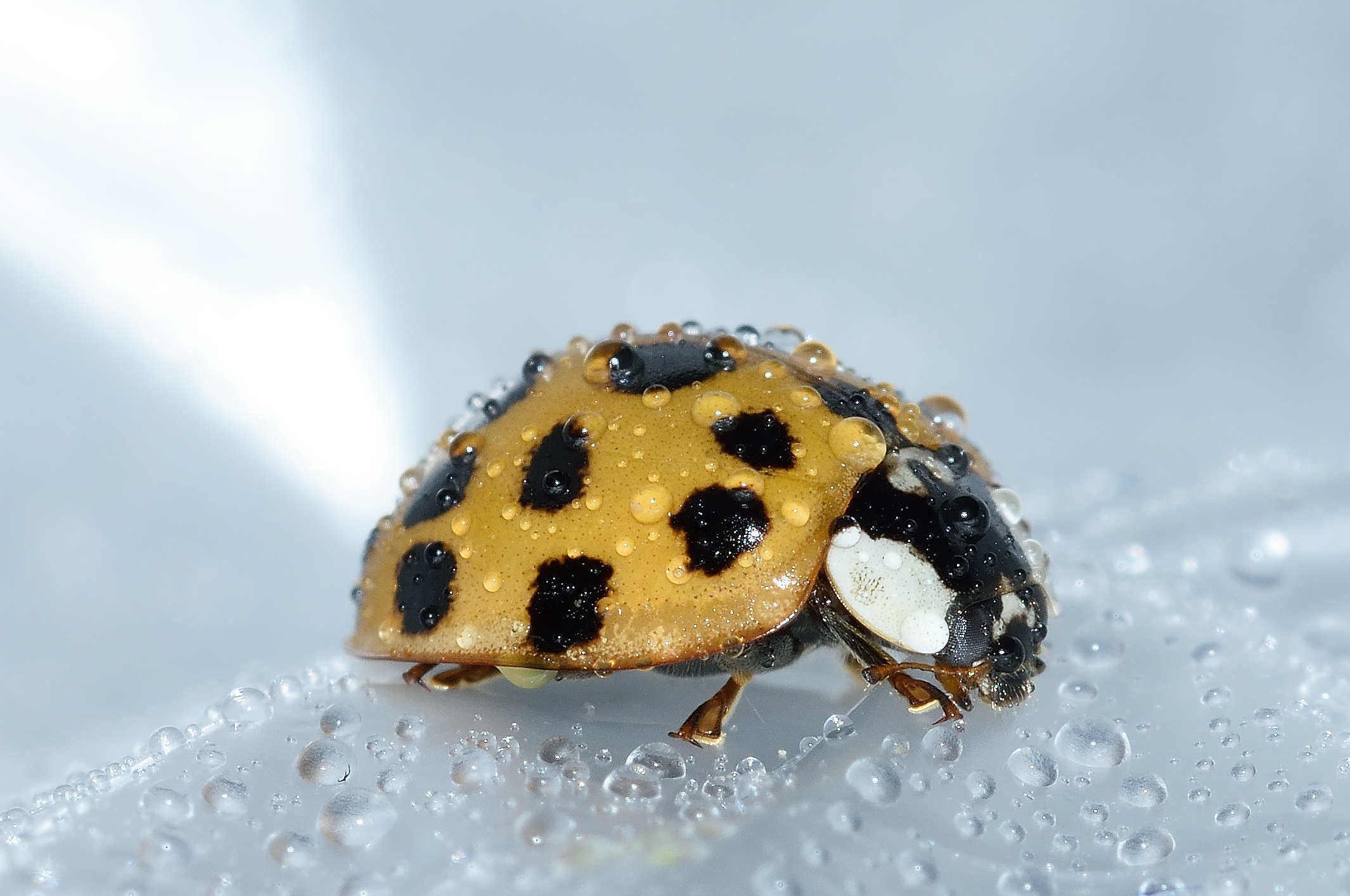 Download mobile wallpaper Ladybird, Ladybug, Animals, Drops, Surface for free.