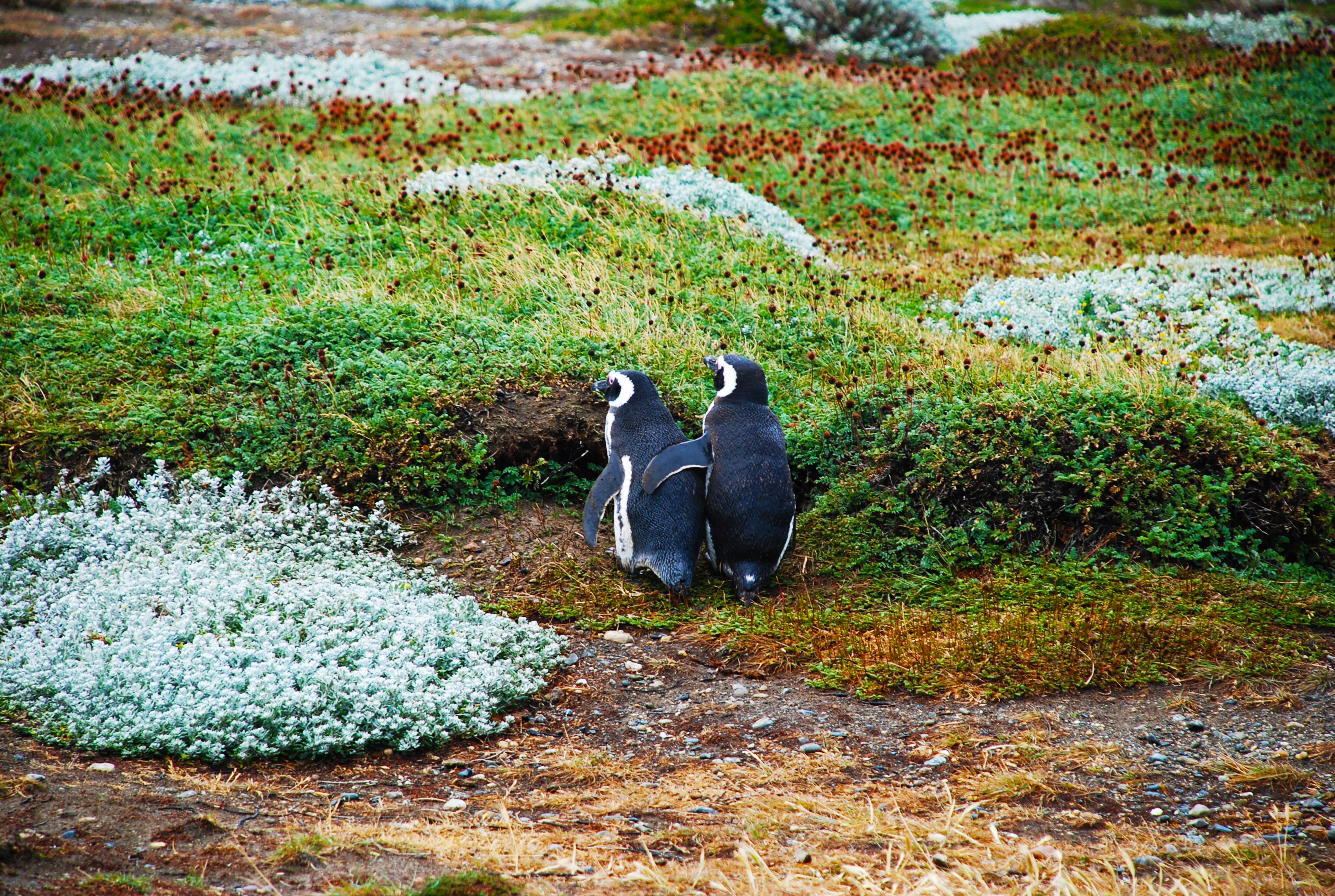 102754 завантажити картинку пінгвіни, тварини, трава, пара, магелланова пінгвін, магелланський пінгвін - шпалери і заставки безкоштовно