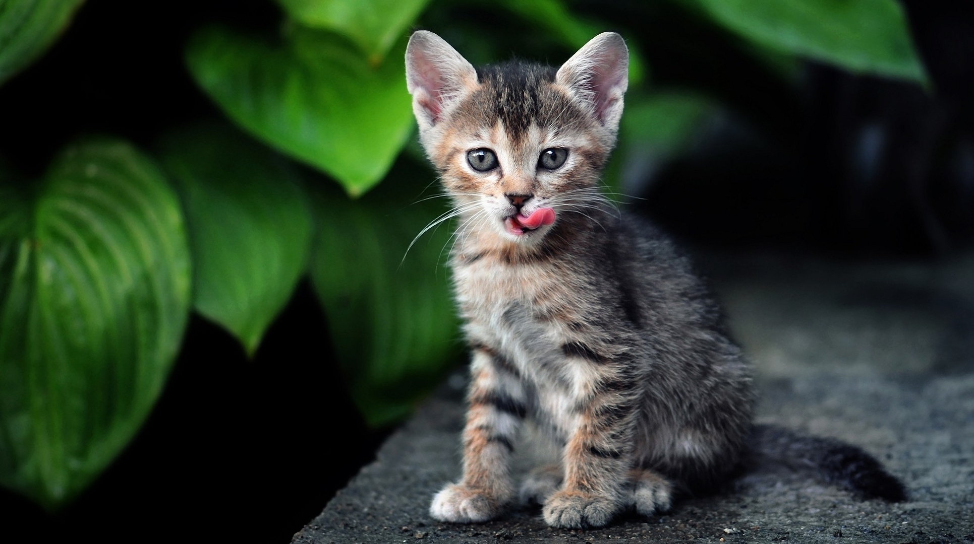 animals, kitten, leaves, grass, sit, kitty cell phone wallpapers