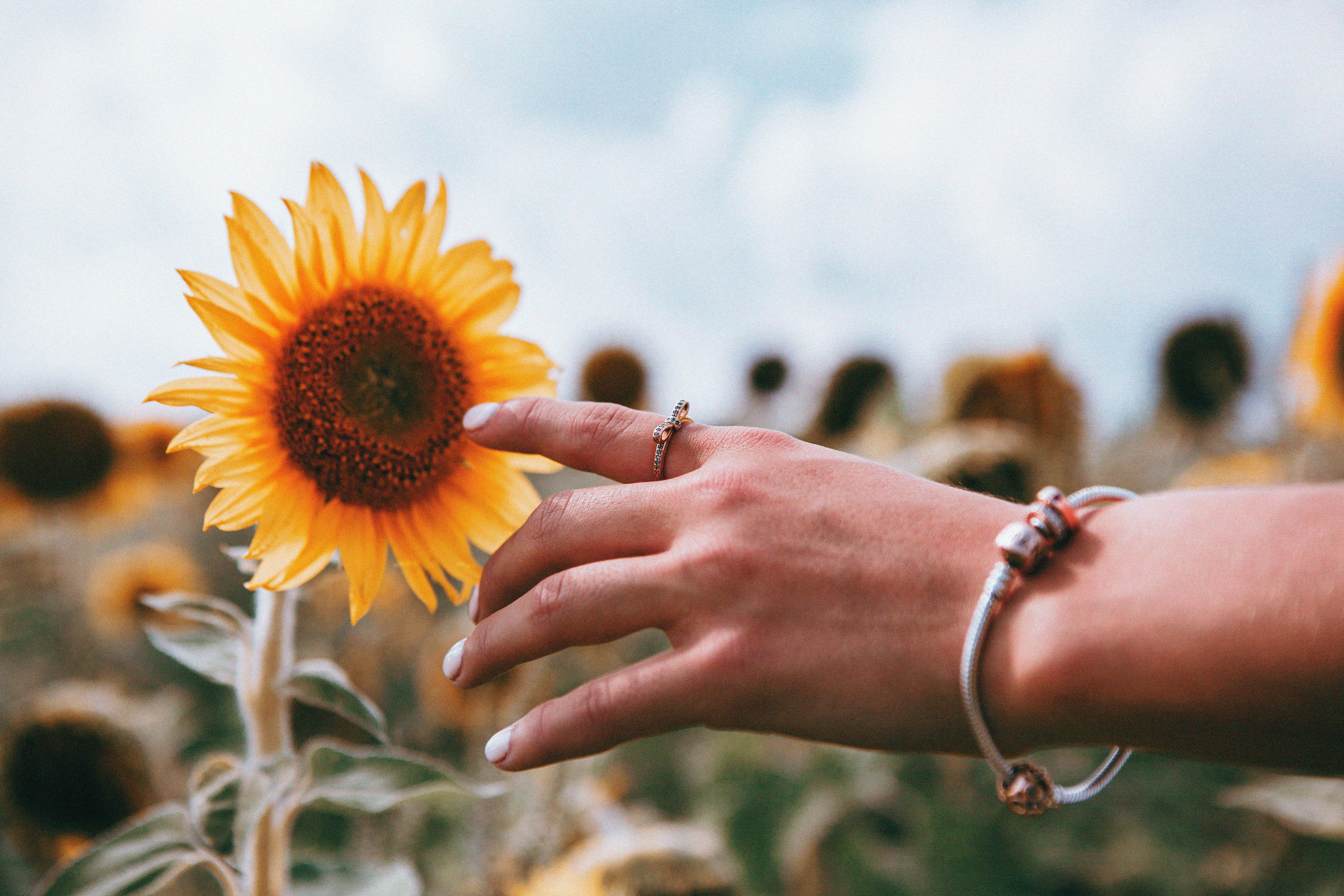 Handy-Wallpaper Ring, Hand, Sonnenblume, Verschiedenes, Sonstige, Blume kostenlos herunterladen.