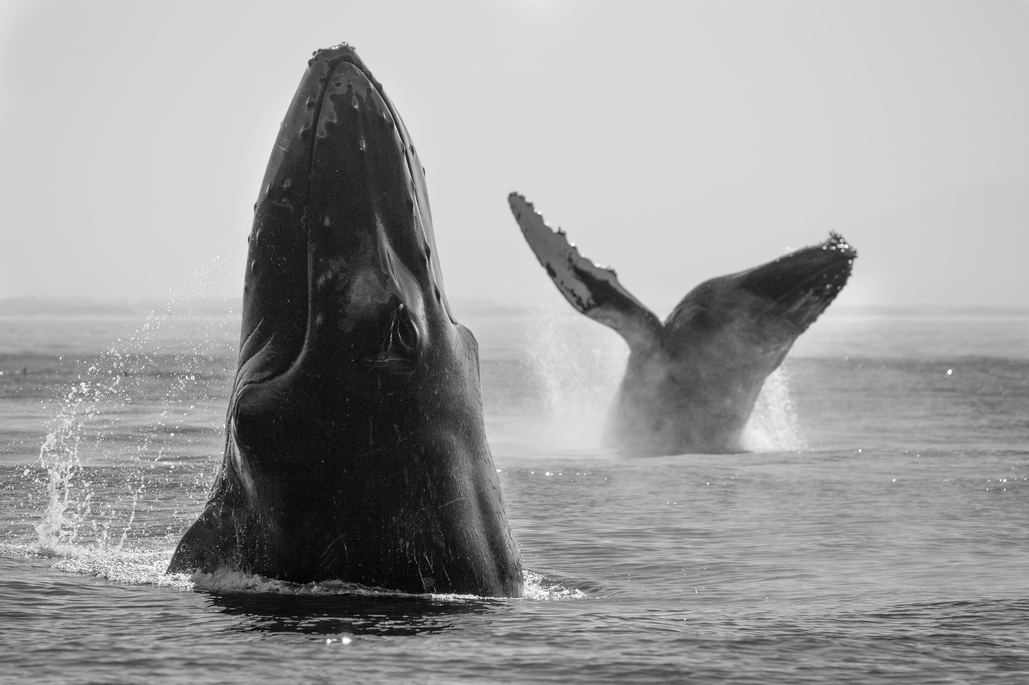 animal, whale, black & white, humpback whale, sea life