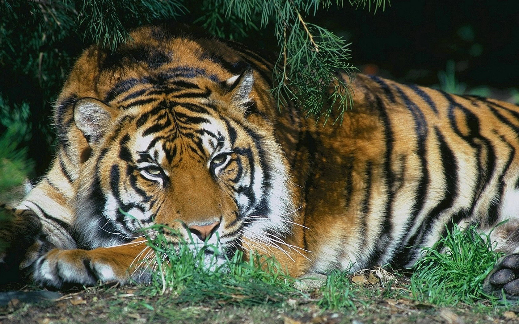 Меланизм тигр
