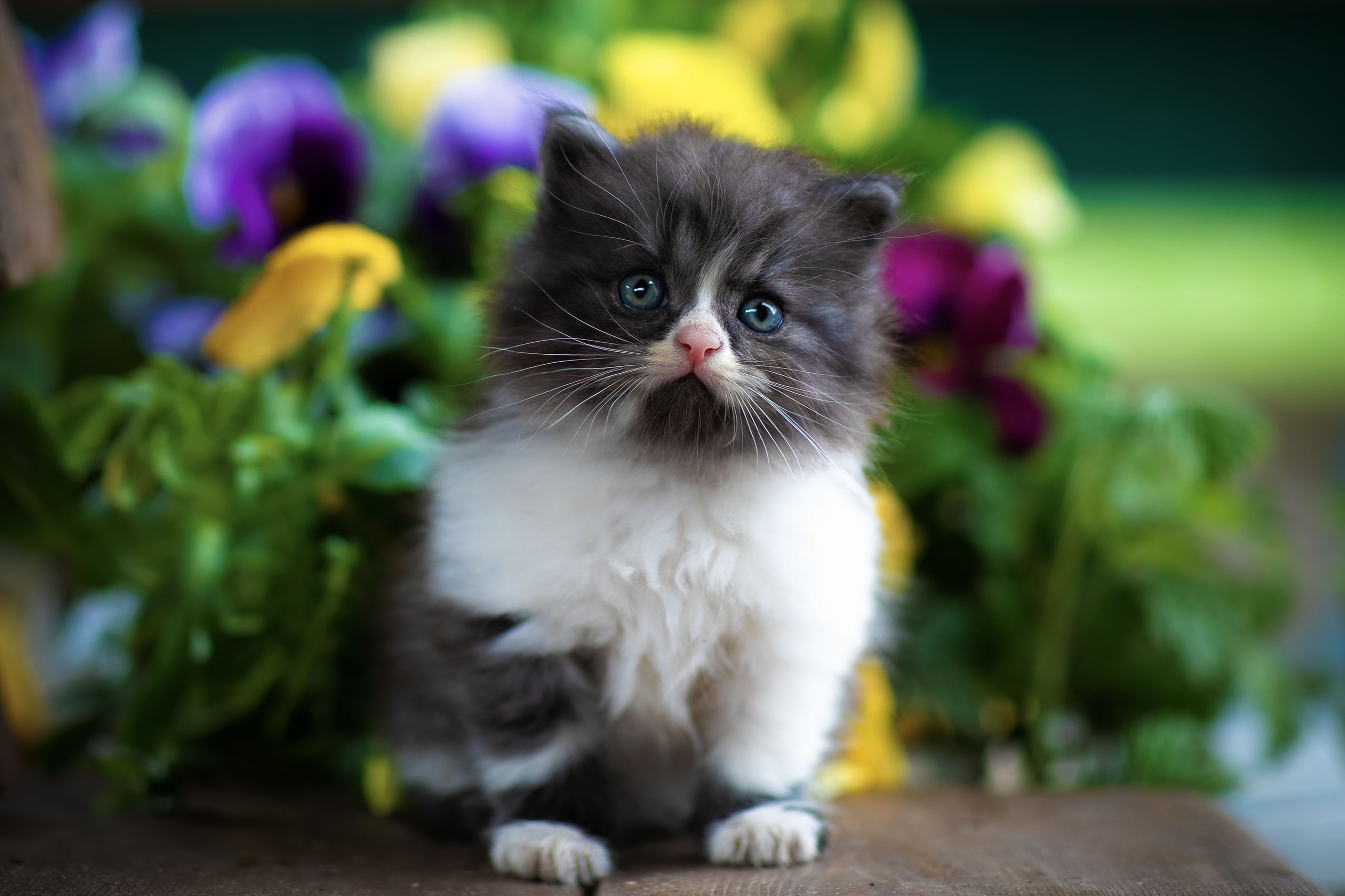 Пушистые котята в цветах