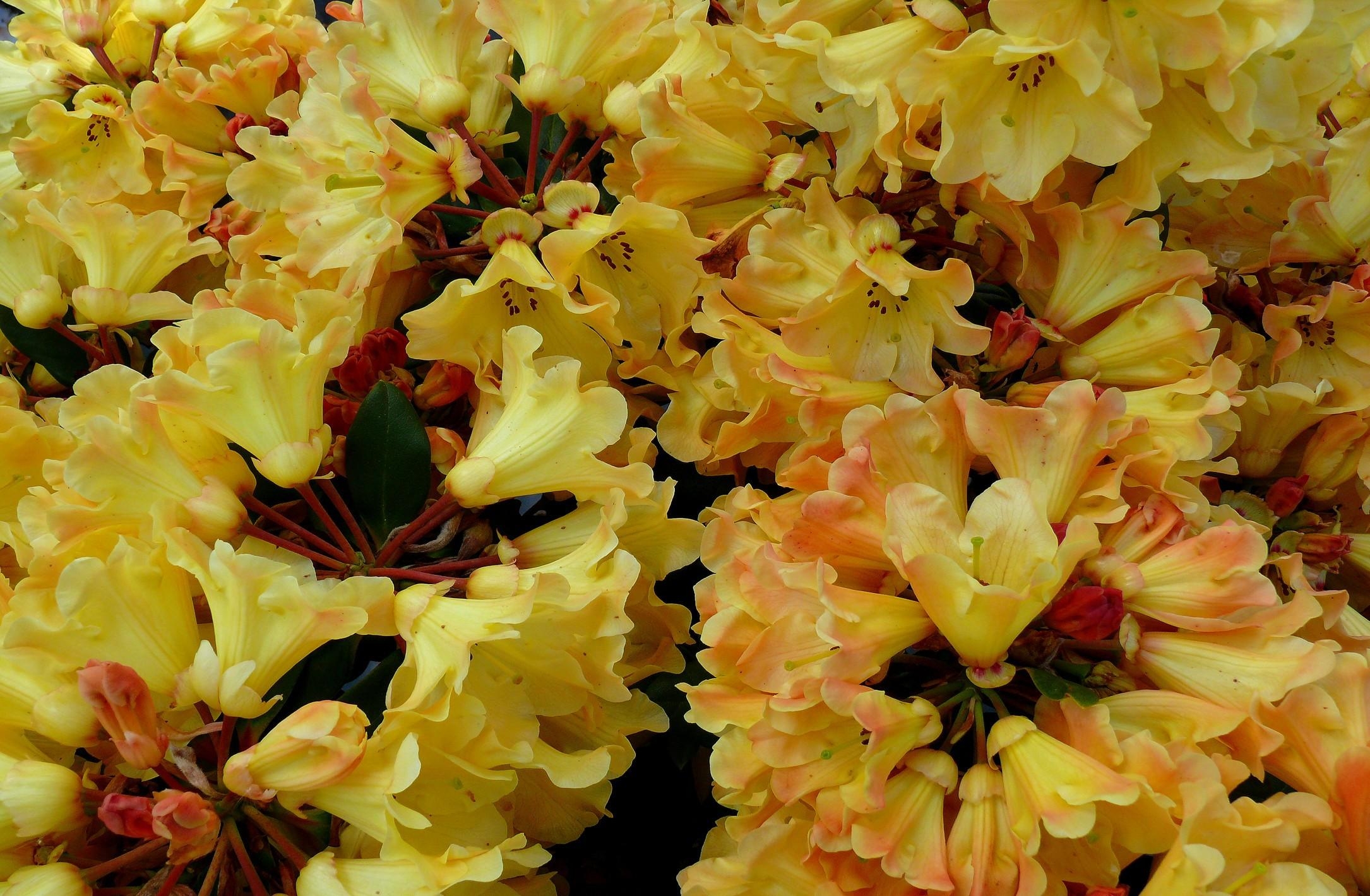 72685 baixar papel de parede flores, amarelo, fechar se, close up, florescer, floração, azaléia - protetores de tela e imagens gratuitamente