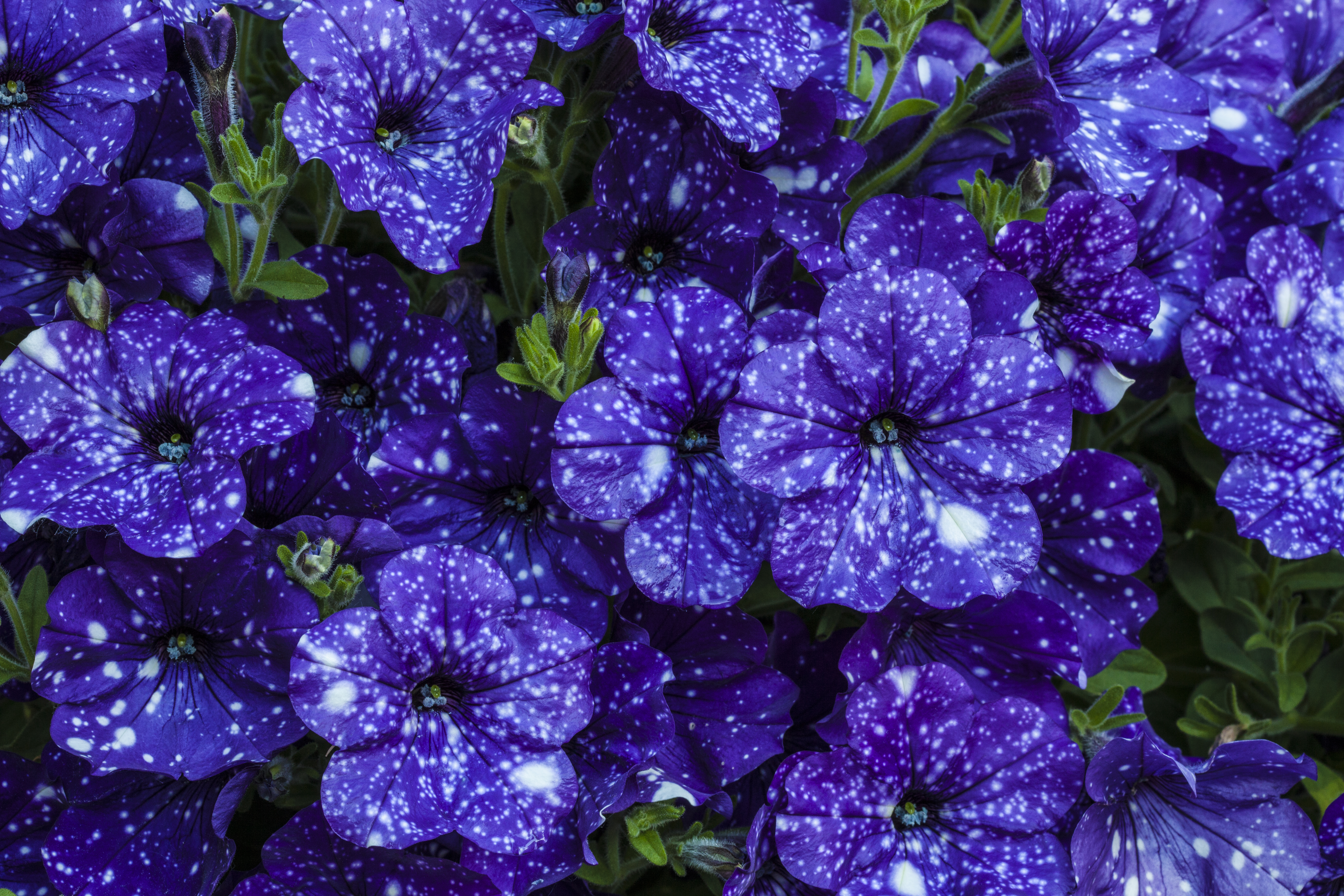 1529322 скачать картинку фиолетовый цветок, петуния, природа, земля/природа, цветок, флауэрсы - обои и заставки бесплатно
