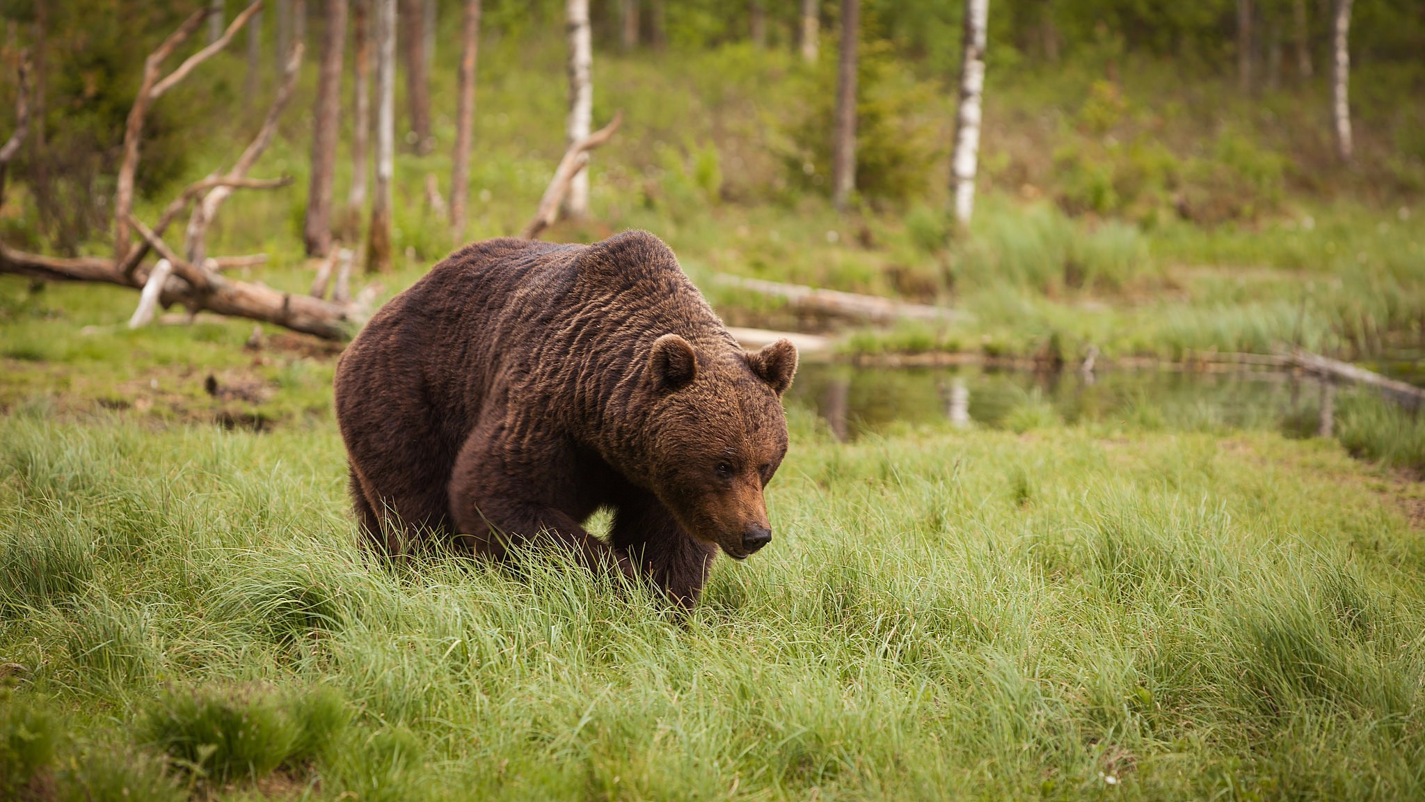 Фото медведи в сосновом бору фото