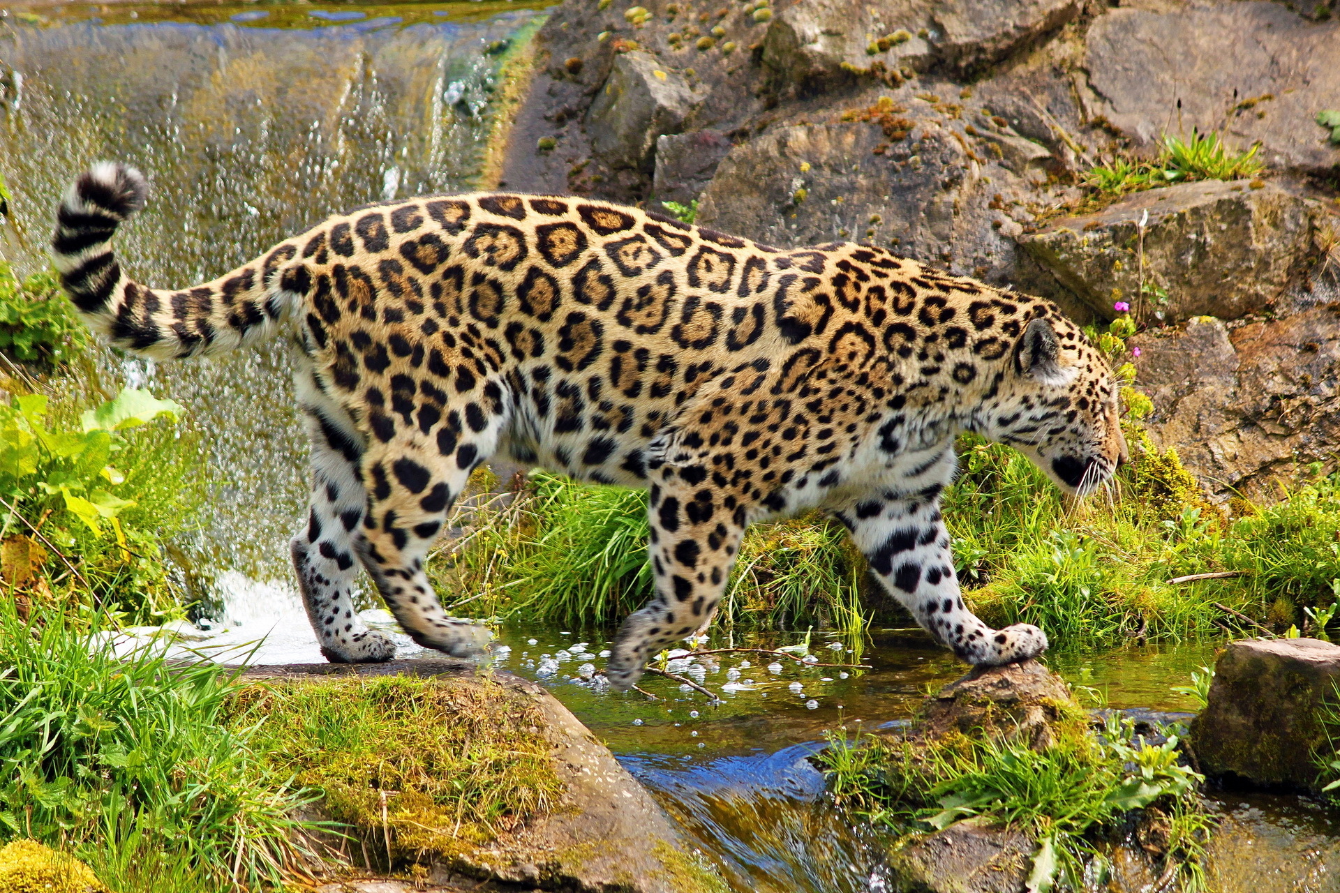 248946 Bild herunterladen tiere, jaguar, katzen - Hintergrundbilder und Bildschirmschoner kostenlos