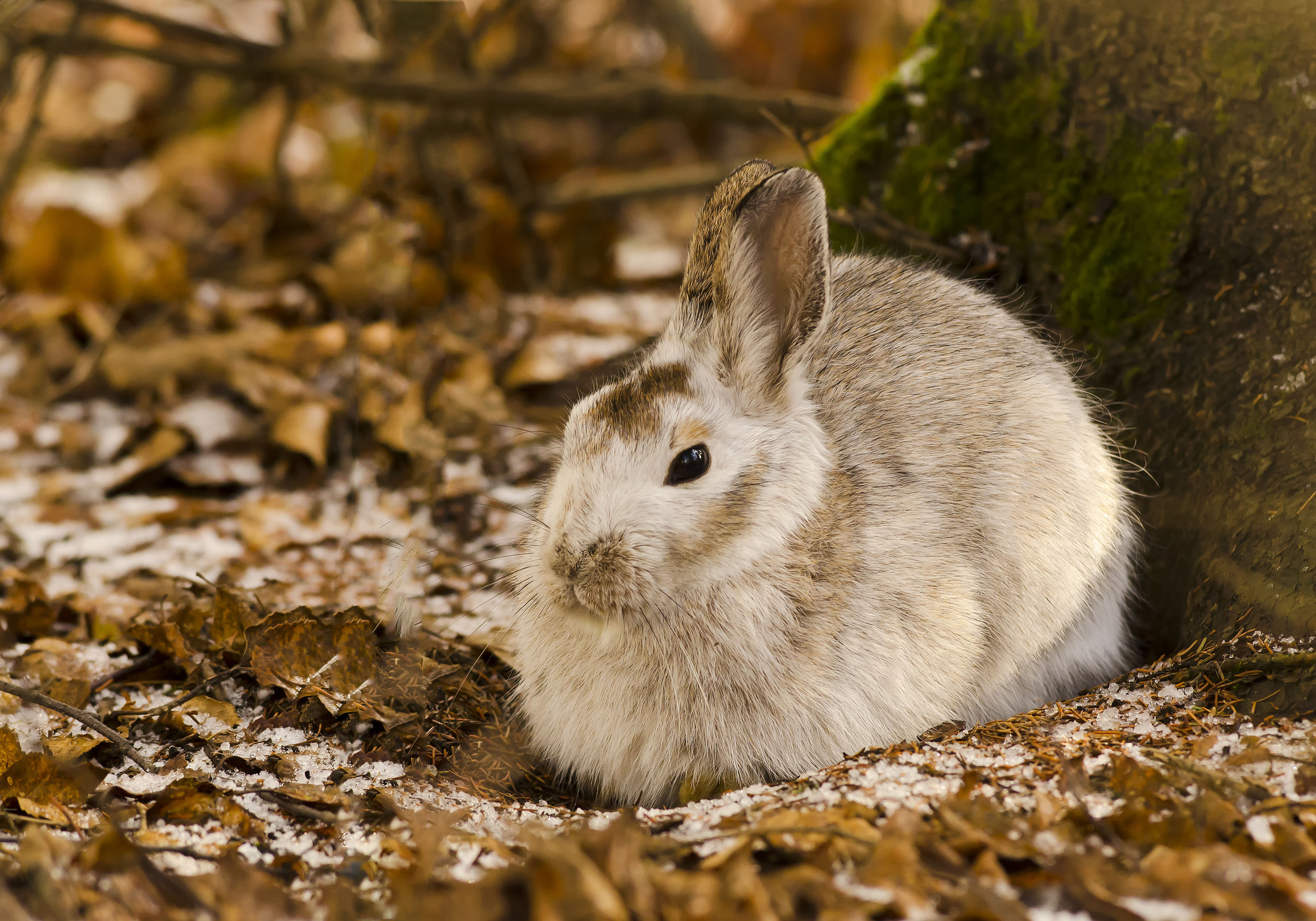 hare, animals, leaves, wood, tree, cold High Definition image