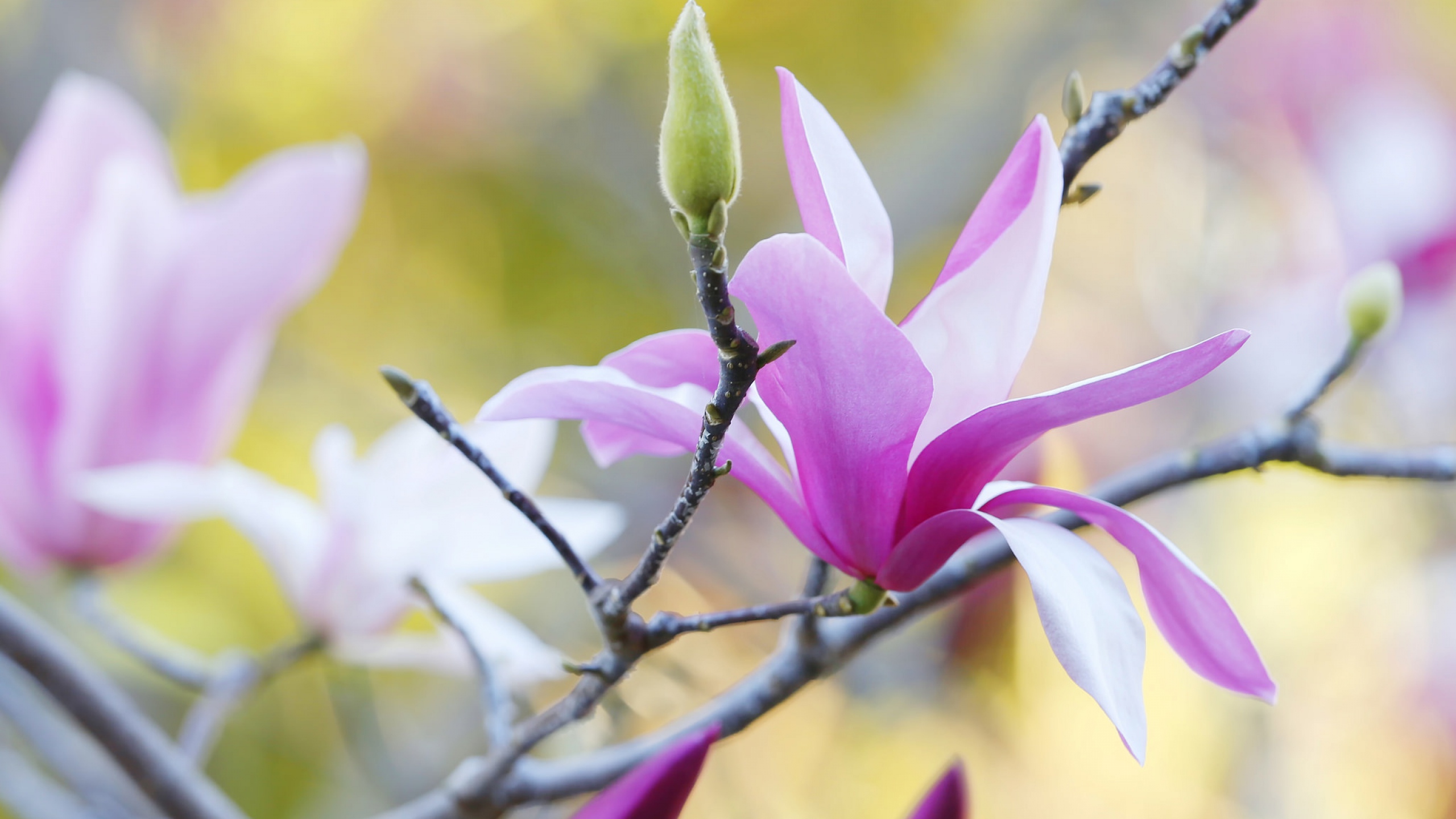 earth, magnolia, blossom, flower, spring, trees