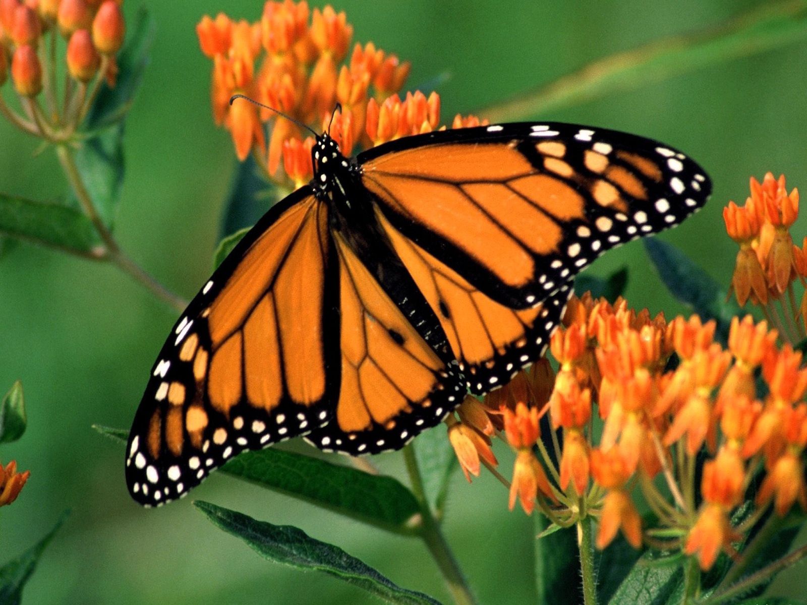 Laden Sie das Blume, Patterns, Makro, Flügel, Schmetterling-Bild kostenlos auf Ihren PC-Desktop herunter