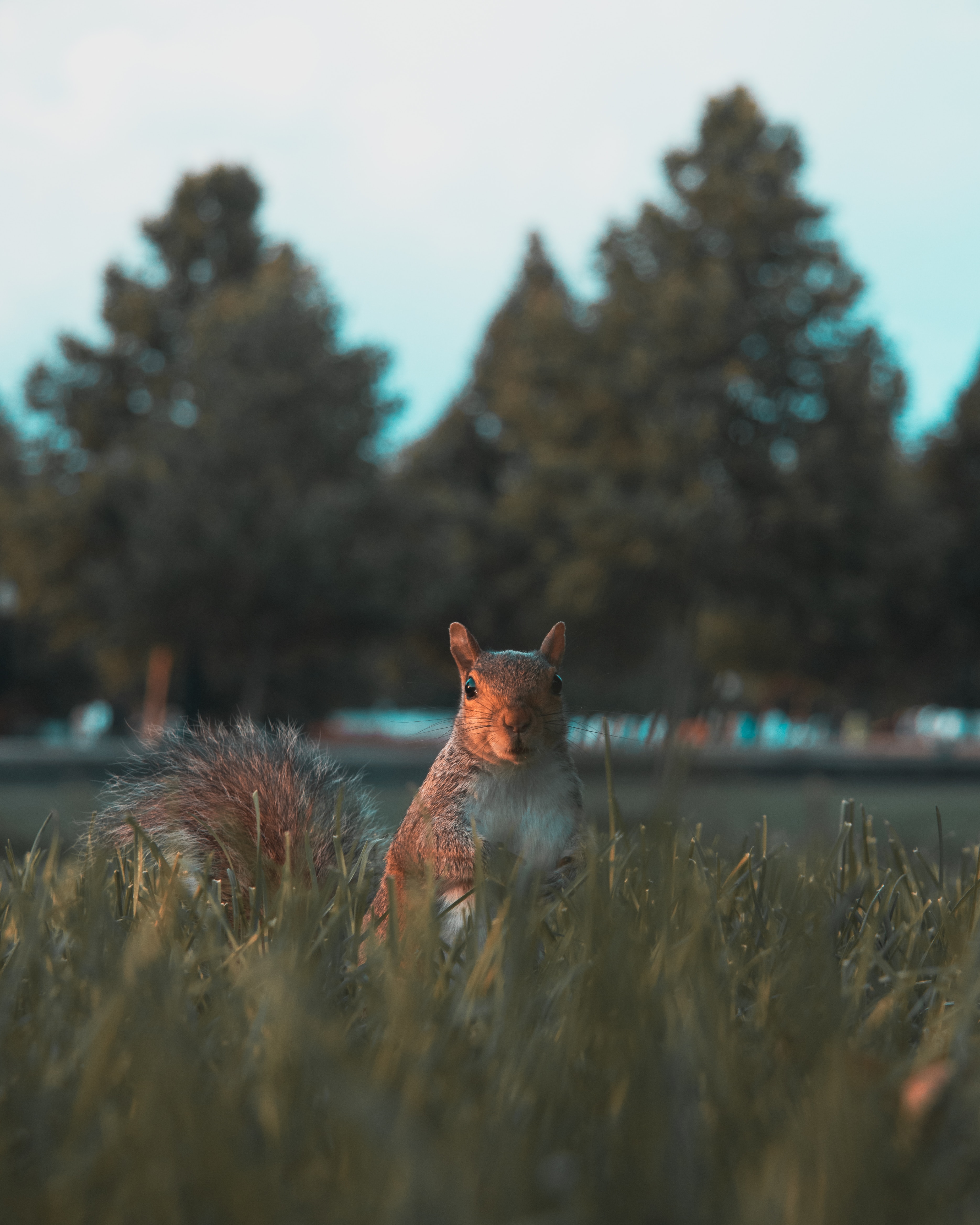 Download mobile wallpaper Sight, Animals, Grass, Opinion, Nice, Sweetheart, Animal, Squirrel for free.