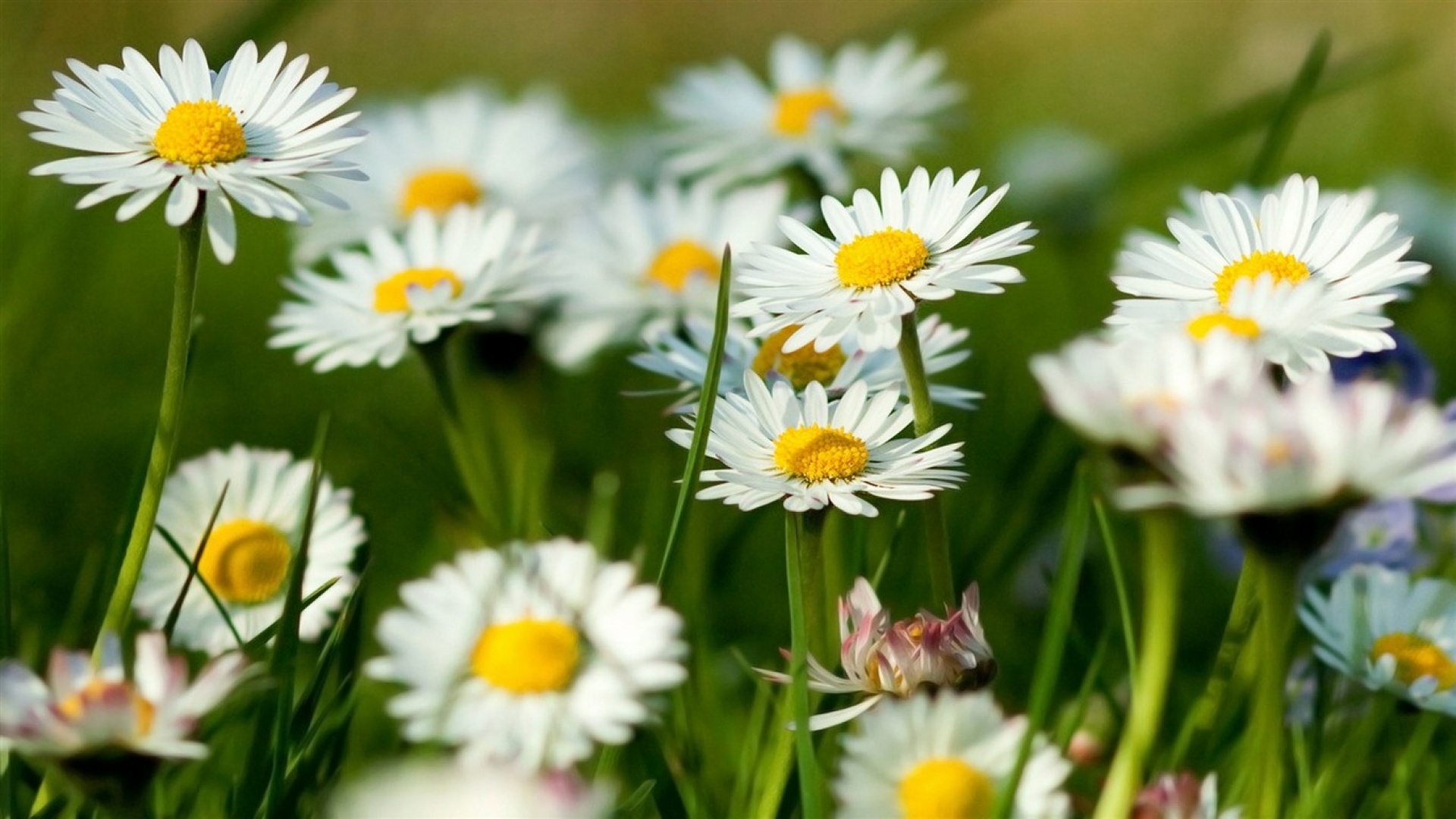 Laden Sie das Kamille, Blumen, Pflanzen-Bild kostenlos auf Ihren PC-Desktop herunter