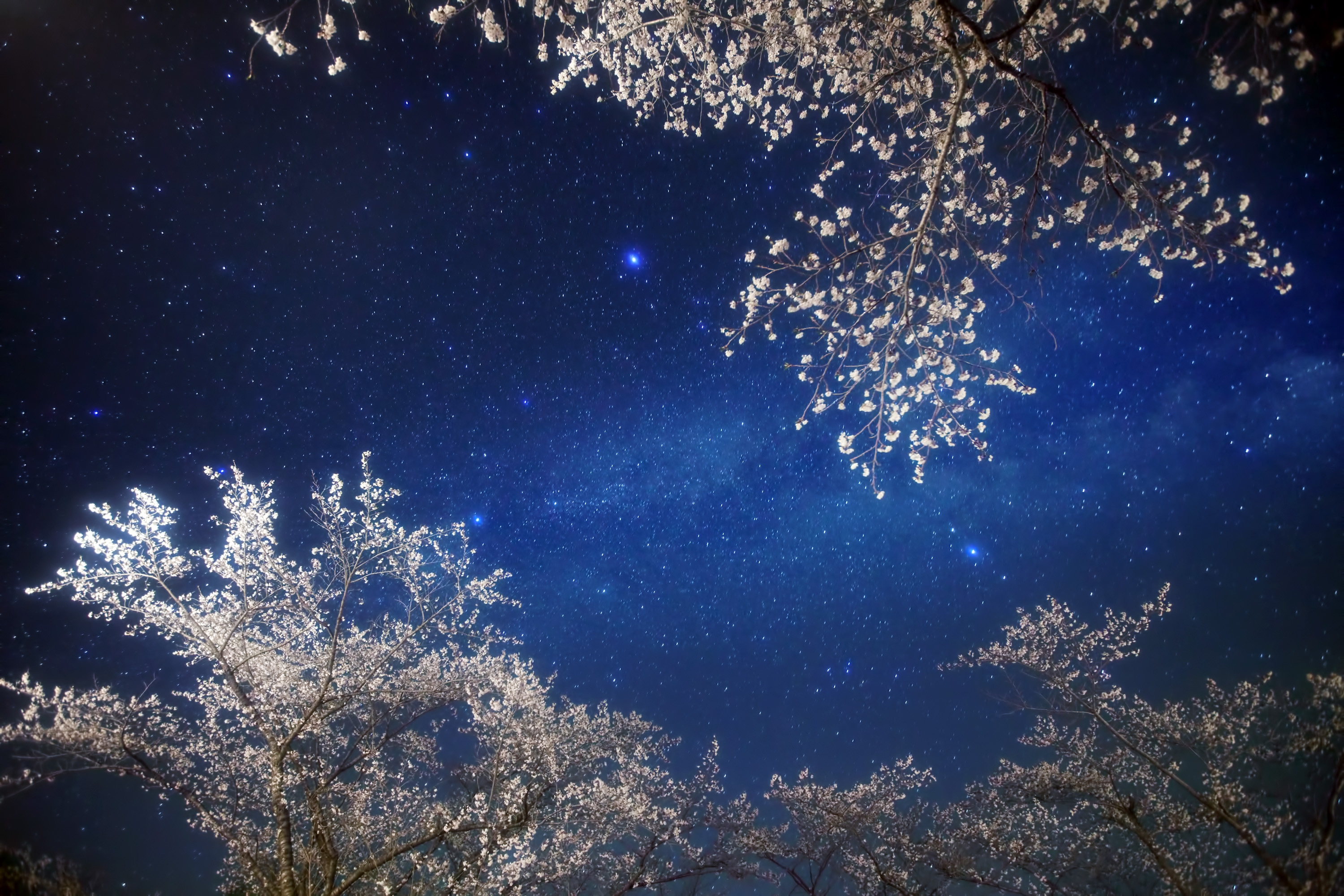 shining, stars, nature, sky, night, branches, branch 2160p