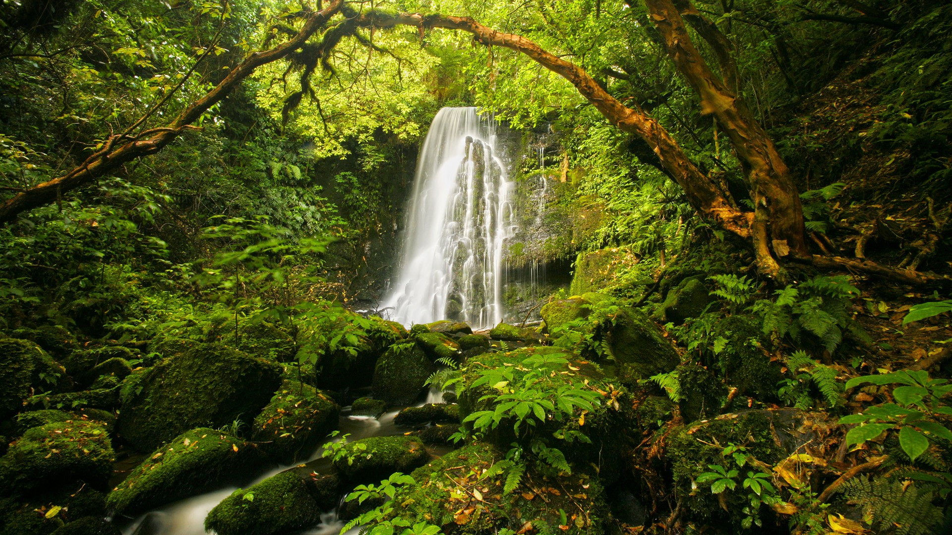 Субтропические леса с водопадом
