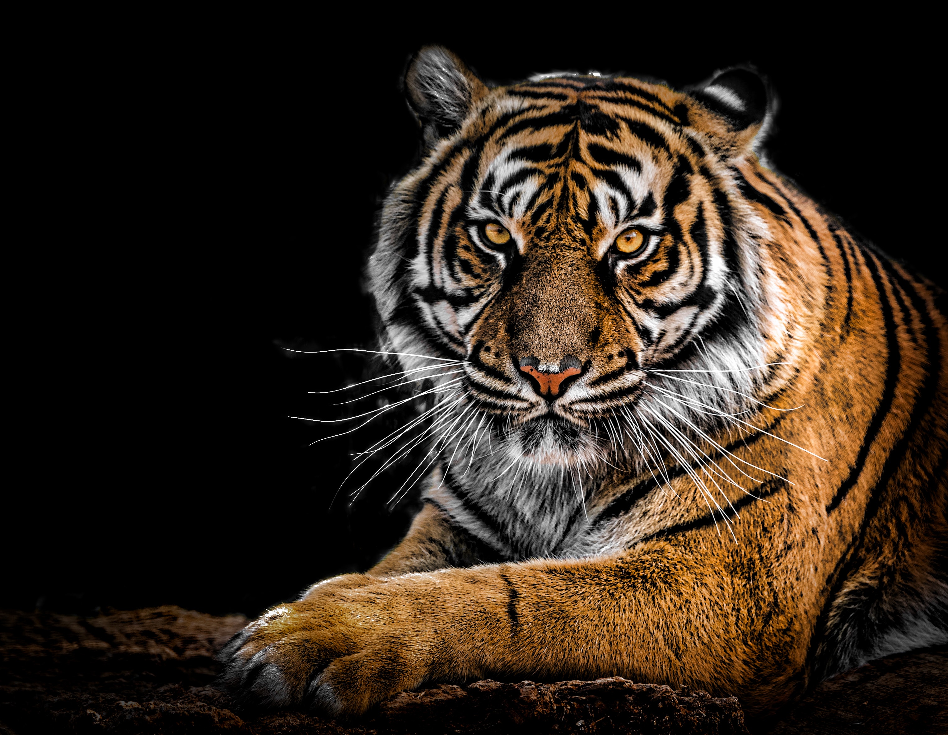 Бенгальский тигр 4k