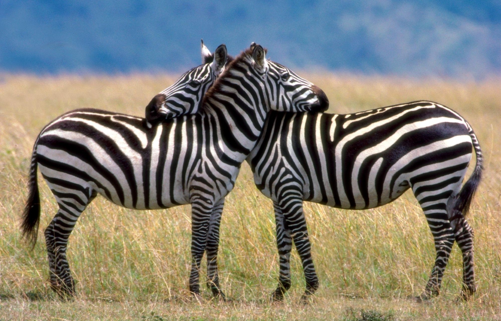 Download mobile wallpaper Animals, Zebra for free.