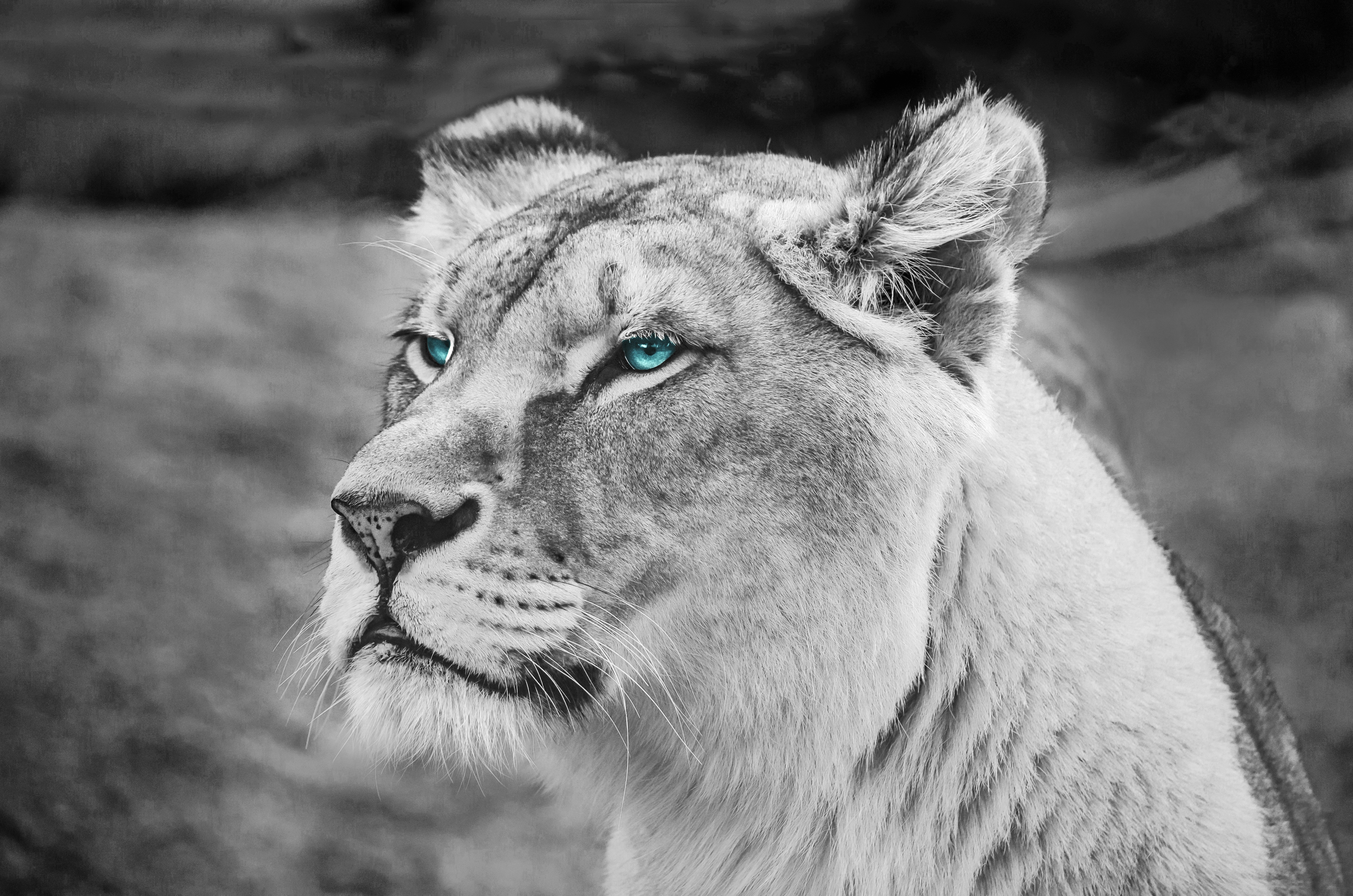 lioness, eyes, africa, animals, muzzle, sight, opinion, wildlife Smartphone Background