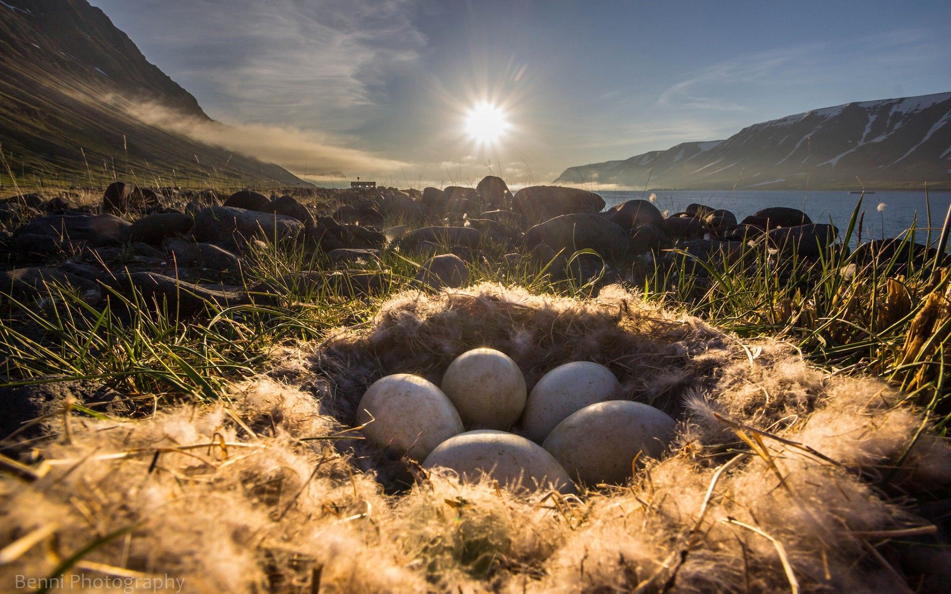 149507 Hintergrundbild herunterladen eggs, natur, grass, scheinen, licht, nest - Bildschirmschoner und Bilder kostenlos