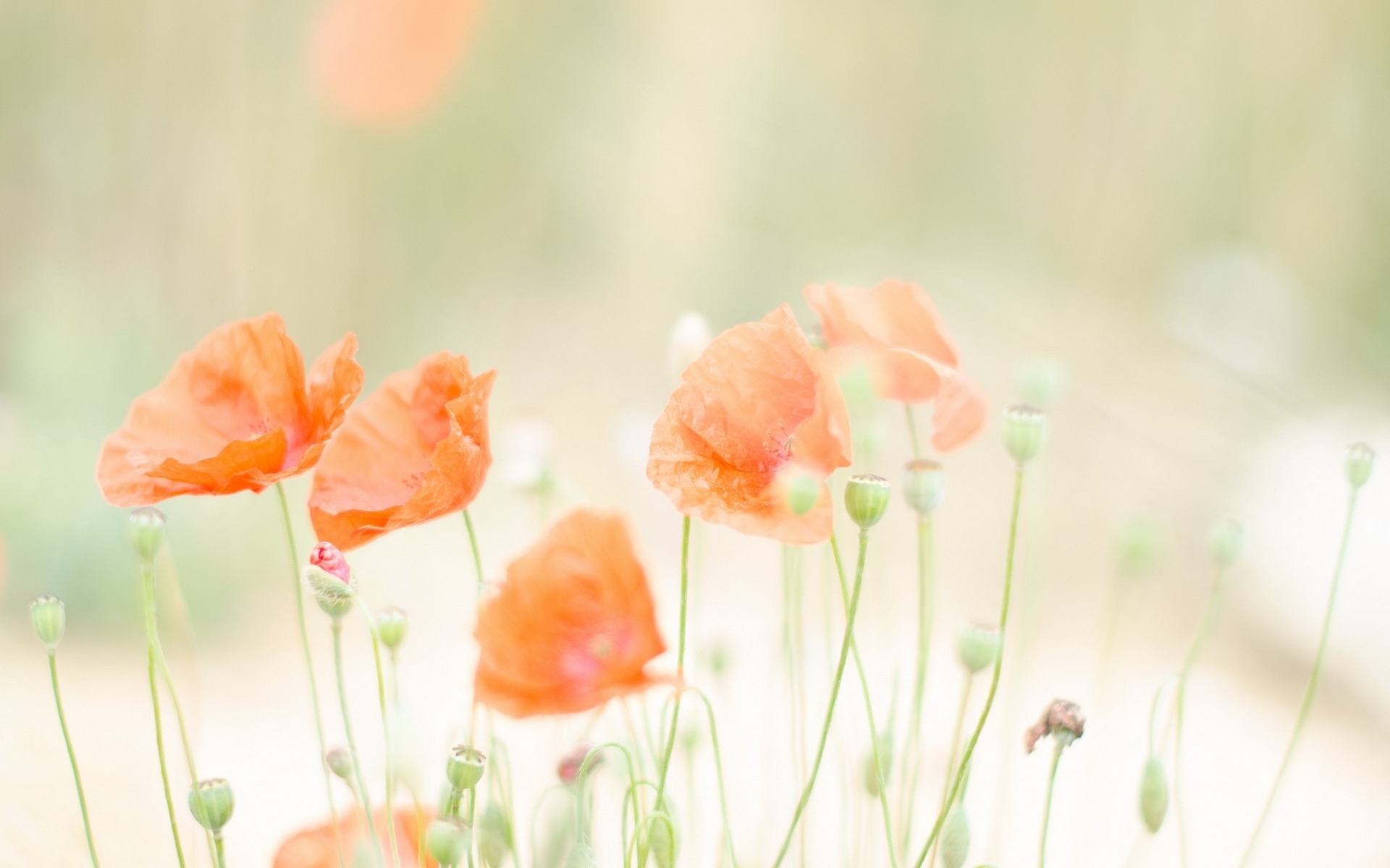 Poppies  8k Backgrounds