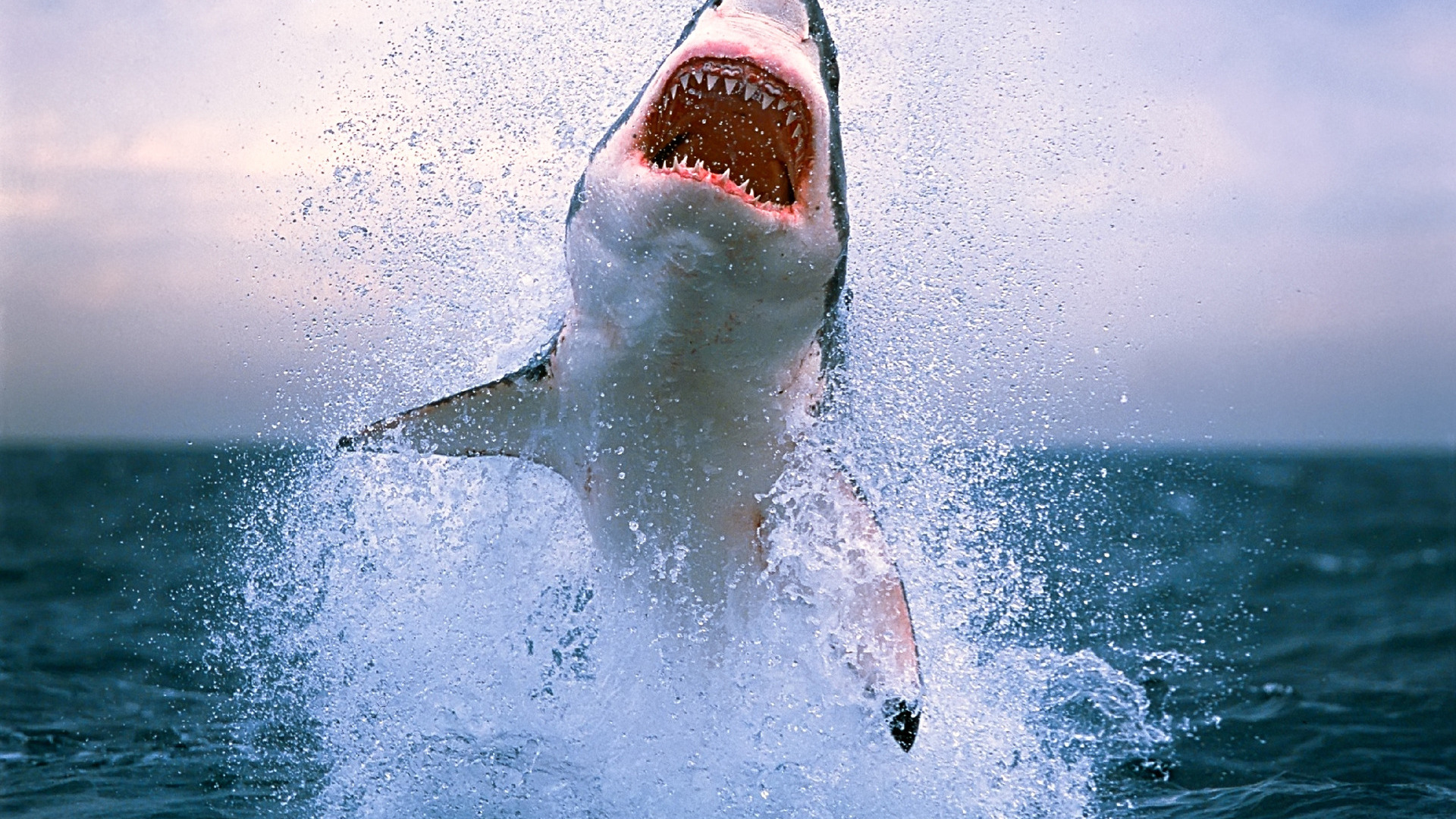 great white shark, sharks, animal, fish HD wallpaper