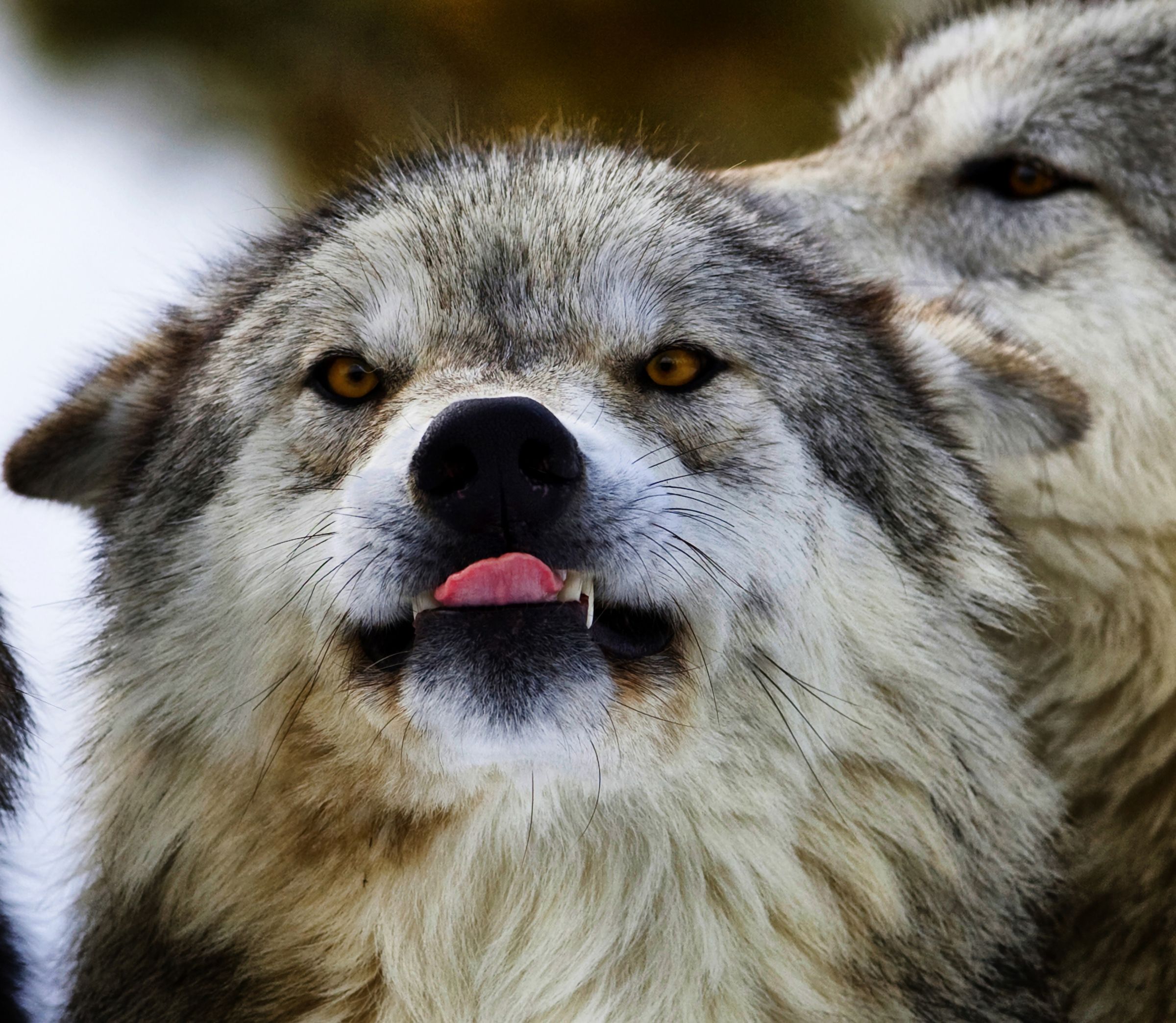 смешные фото волков