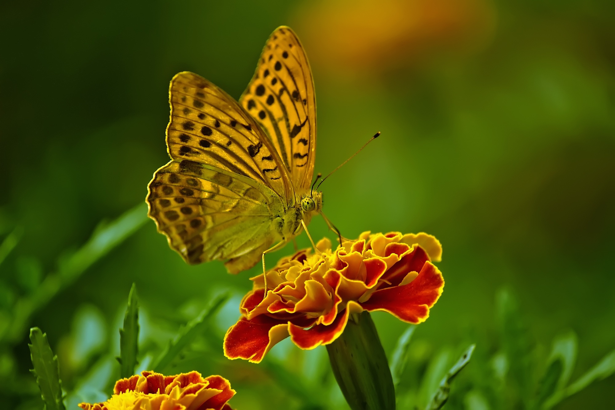 marigold, animal, butterfly, flower, insect, macro