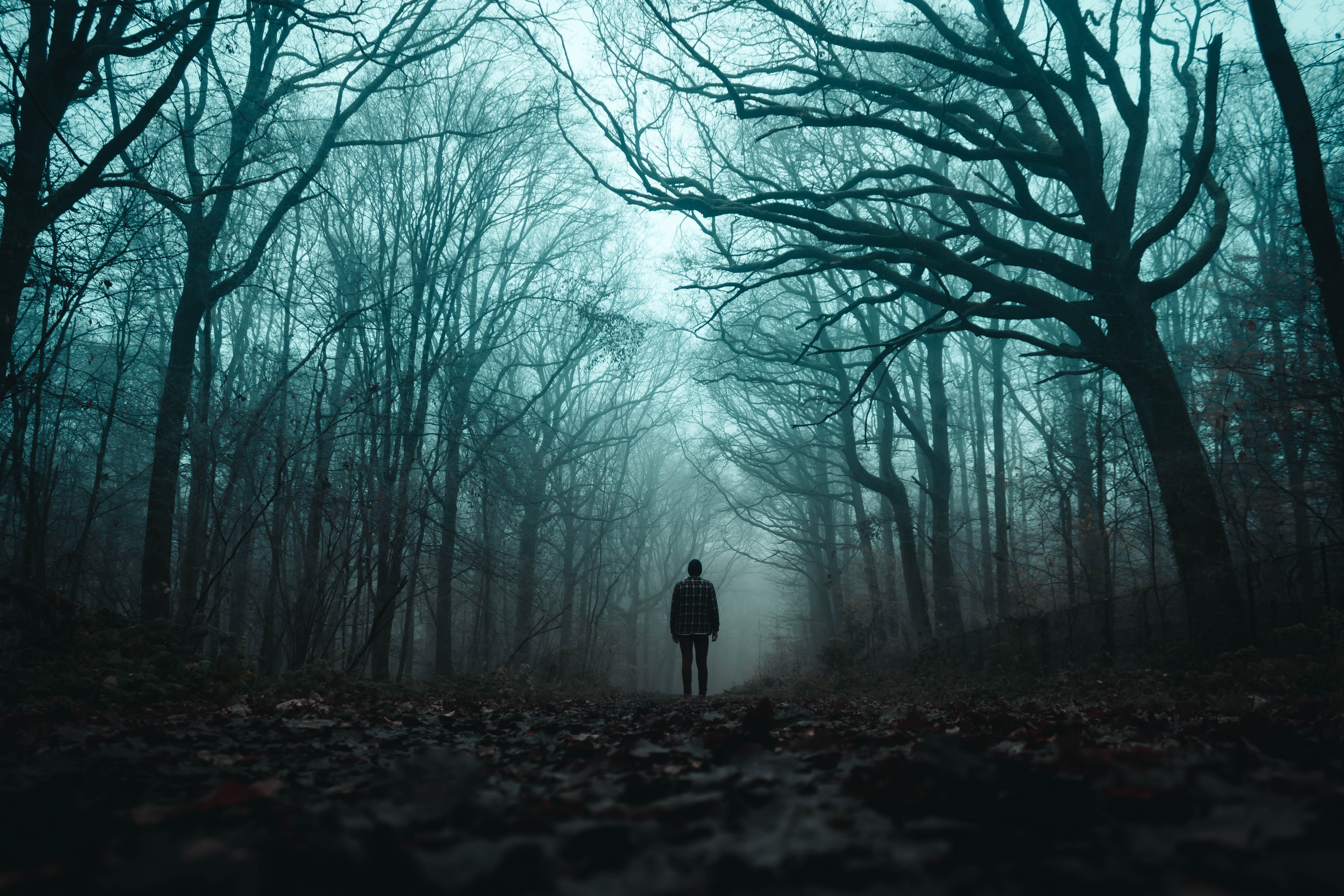loneliness, silhouette, miscellanea, miscellaneous, forest, fog, gloomy High Definition image