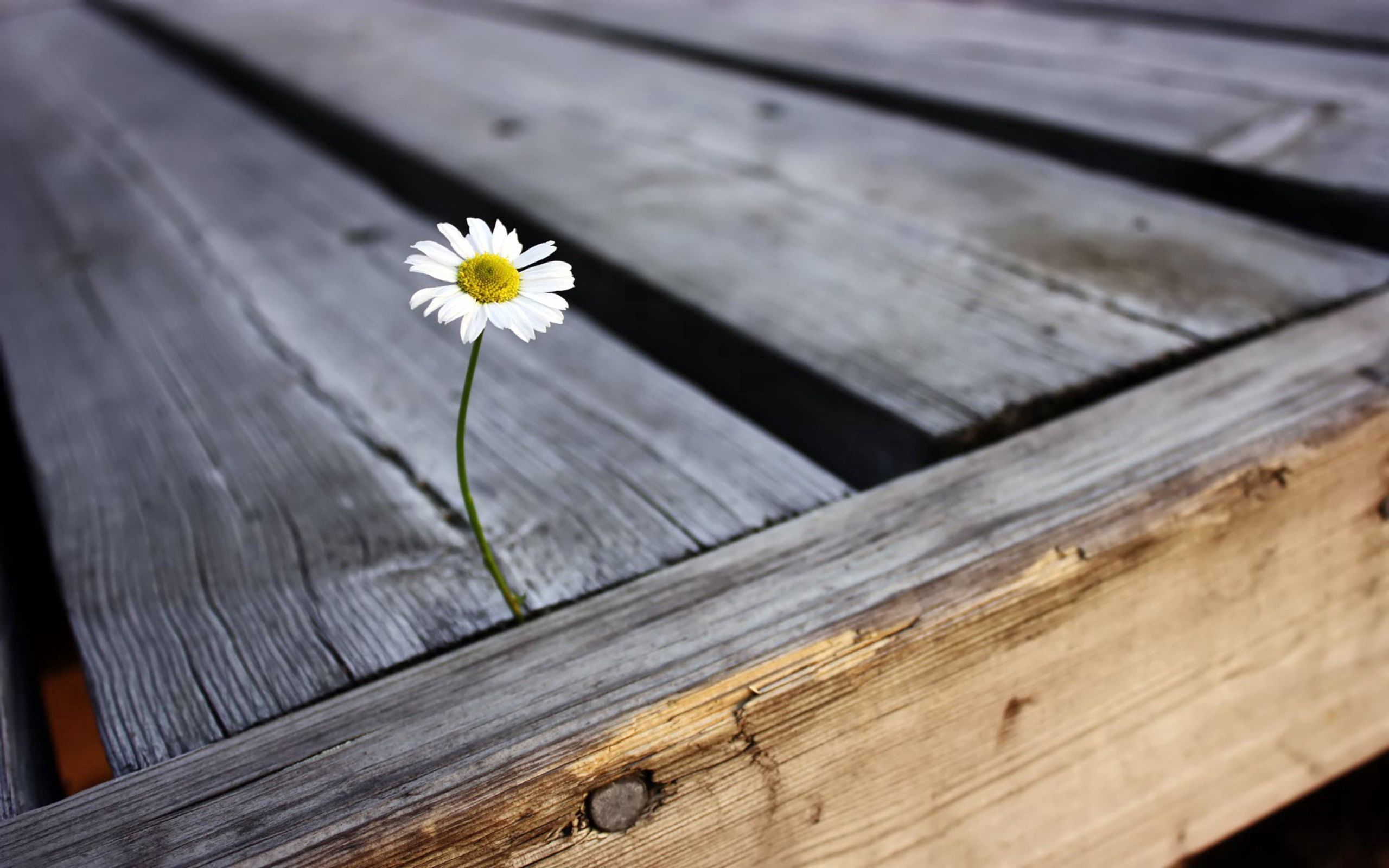flowers, camomile, flower, chamomile, planks, board, nail Phone Background