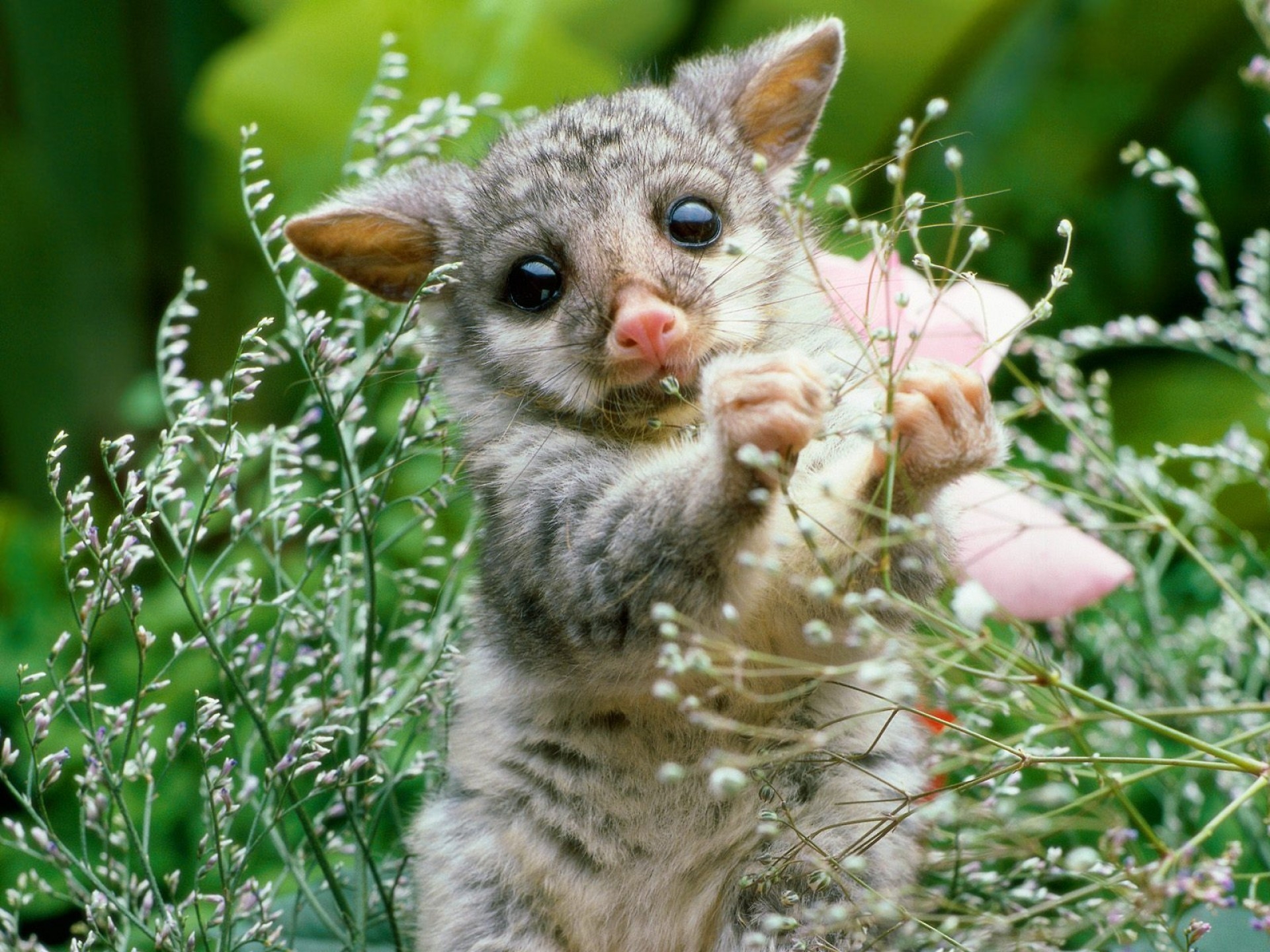 Download mobile wallpaper Flowers, Opossum, Animal, Grass, Animals for free.