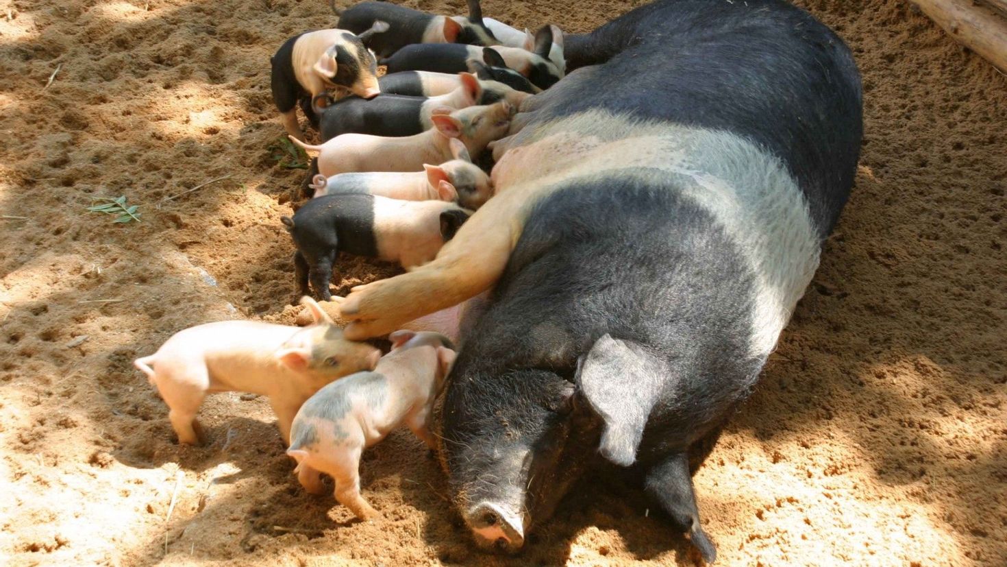 Рождает детенышей и выкармливает их молоком. Свиноматка с поросятами. Свинья с поросятами. Поросята сосуны. Домашняя свинья.