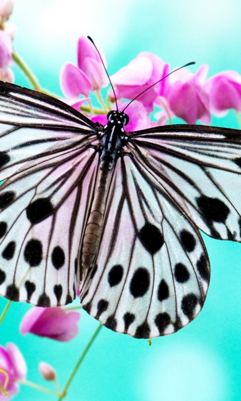 Mobile HD Wallpaper Butterfly 