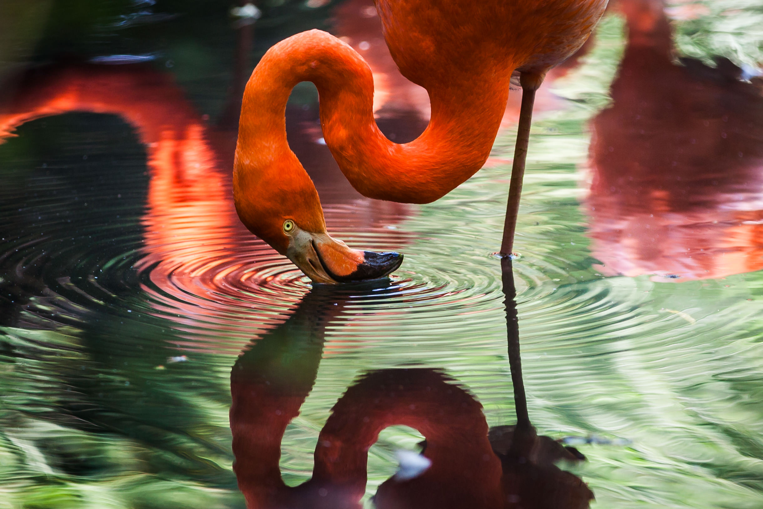 Фламинго в воде