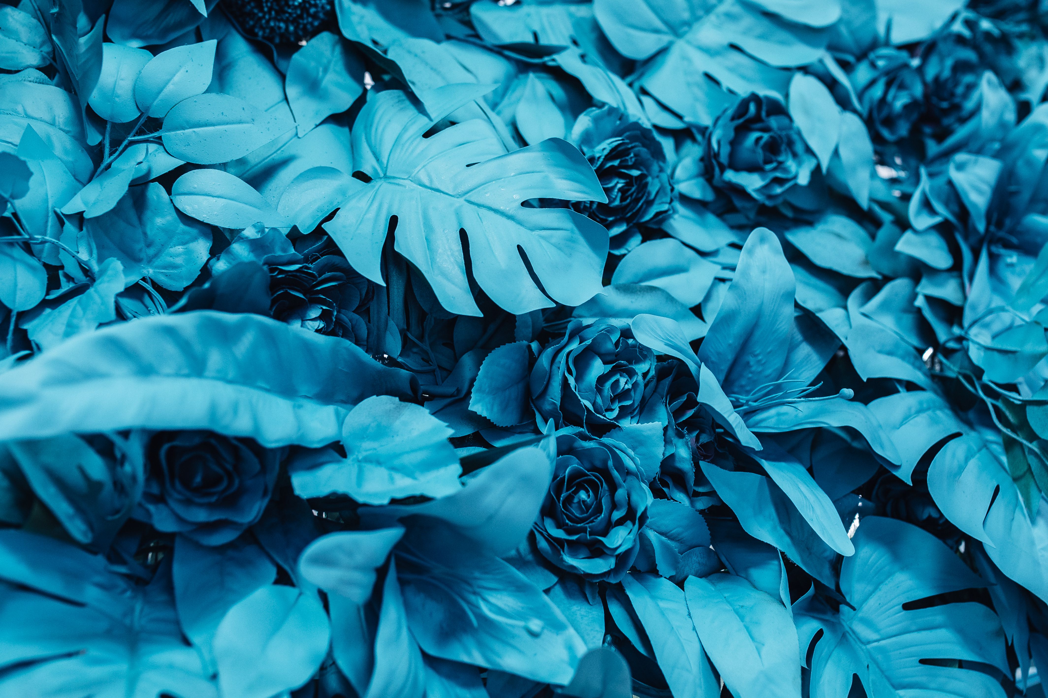 Скачать картинку Голубой, Листья, Краска, Цветы, Розы в телефон бесплатно.