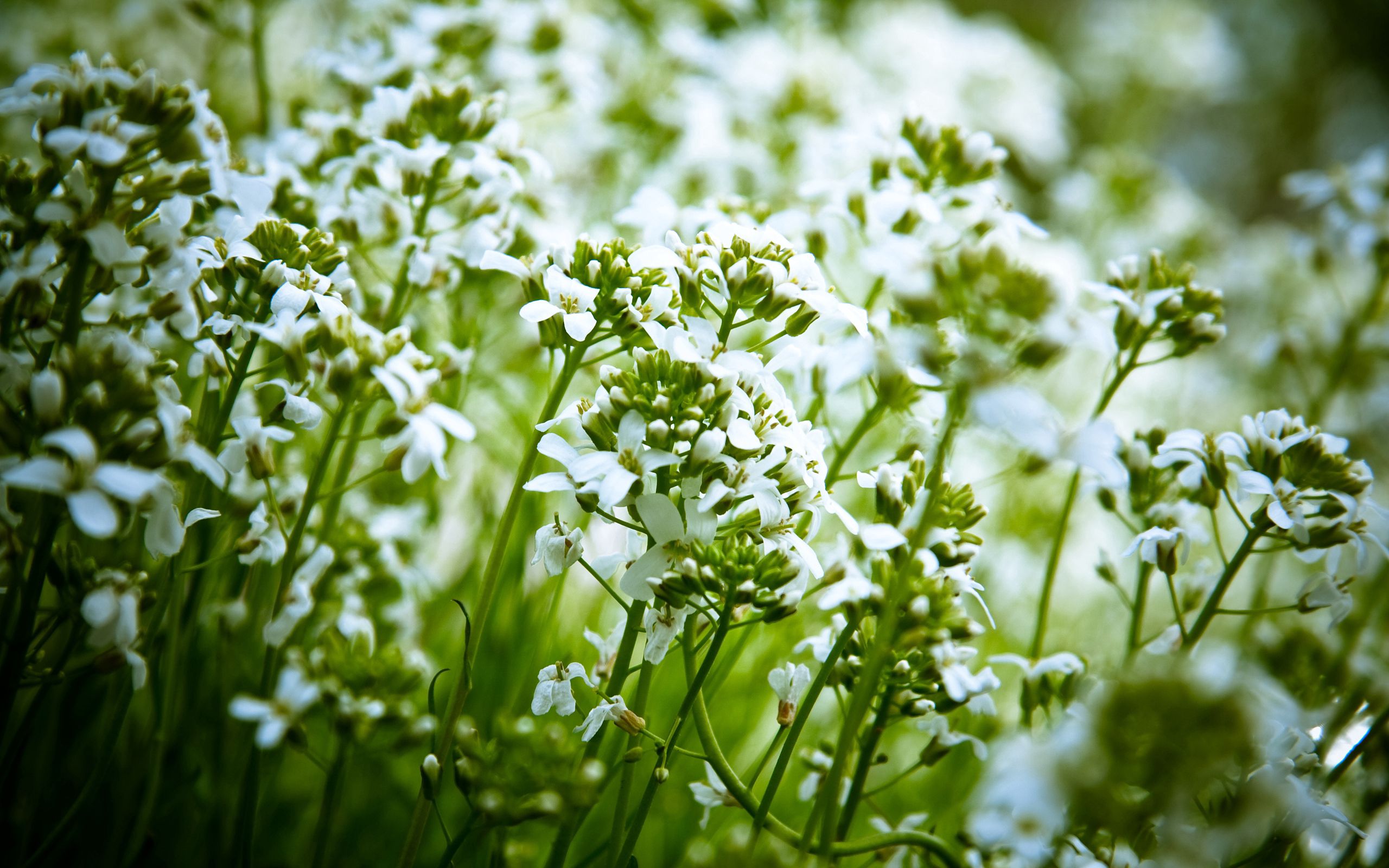 Трава с беленькими цветочками