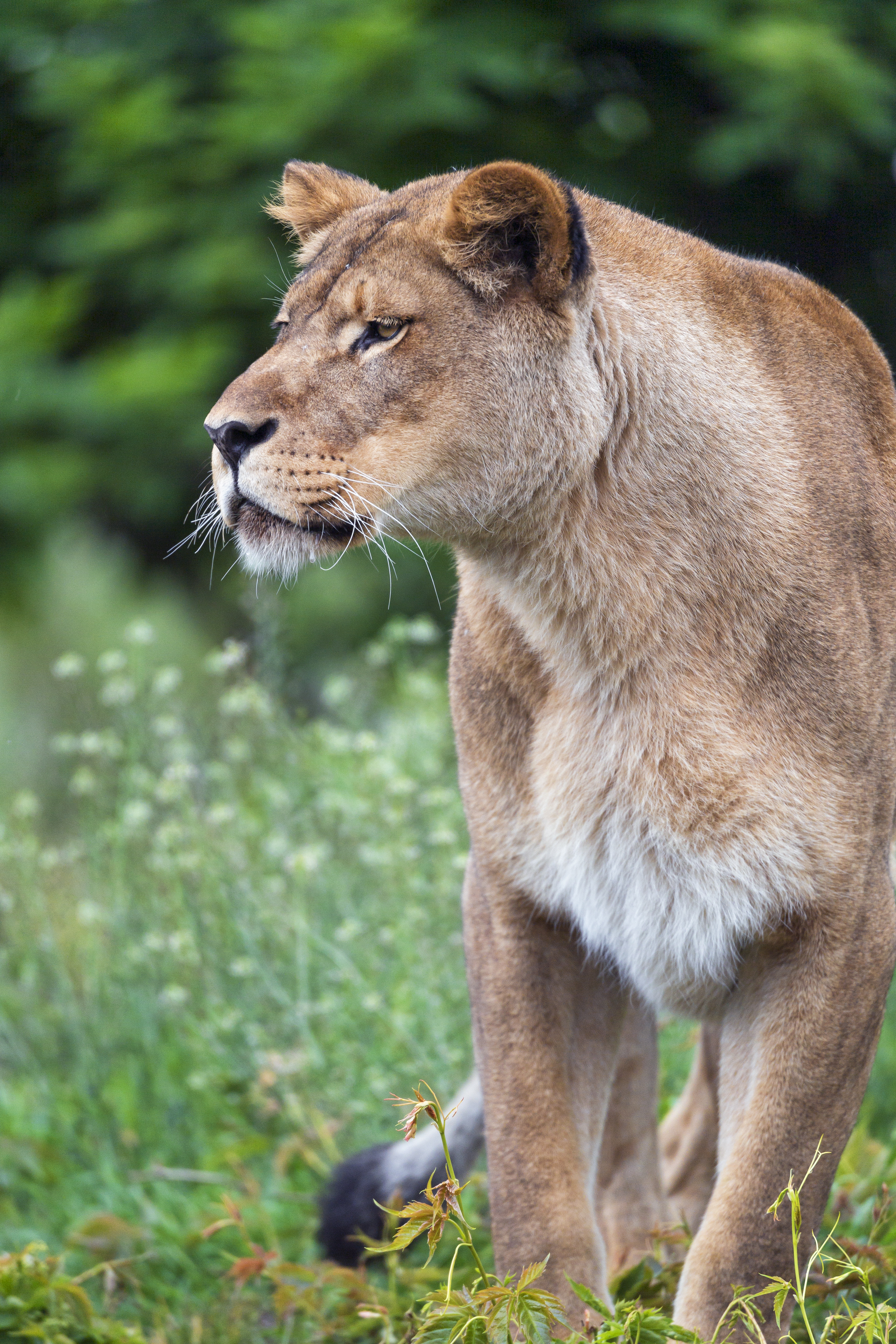 Download mobile wallpaper Sight, Animals, Opinion, Big Cat, Wildlife, Predator, Lioness for free.