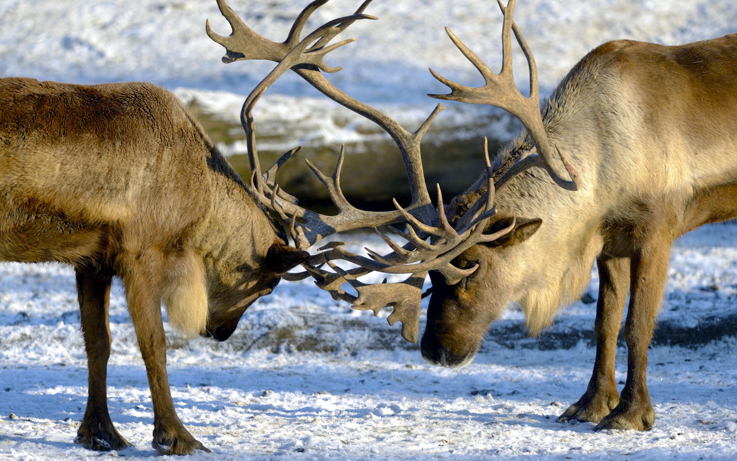 Free download wallpaper Animals, Deers, Pair, Horns, Nature, Couple on your PC desktop