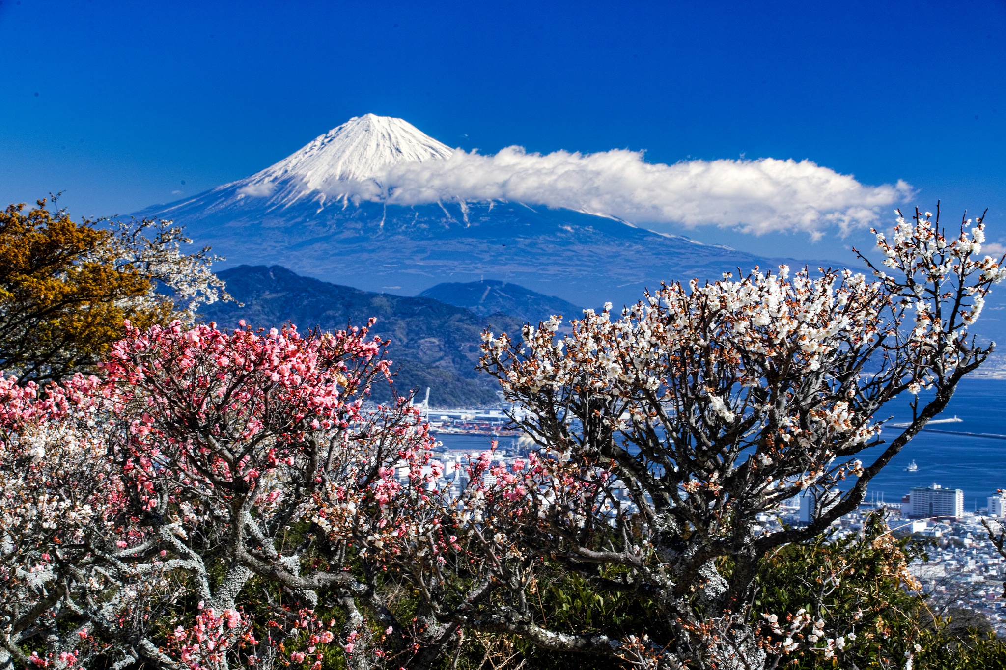 お使いの携帯電話の409393スクリーンセーバーと壁紙富士山。 の写真を無料でダウンロード